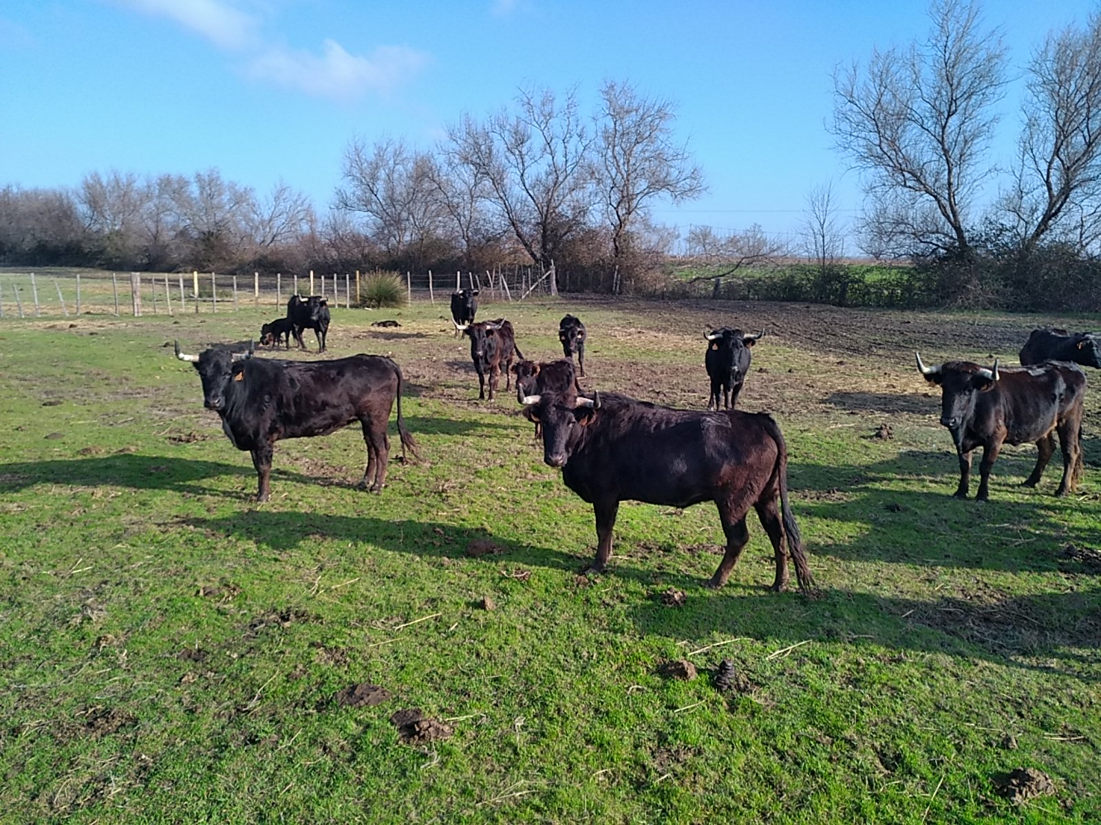 Photo de Visite de l'élevage de Taureau au Délices du Scamandre