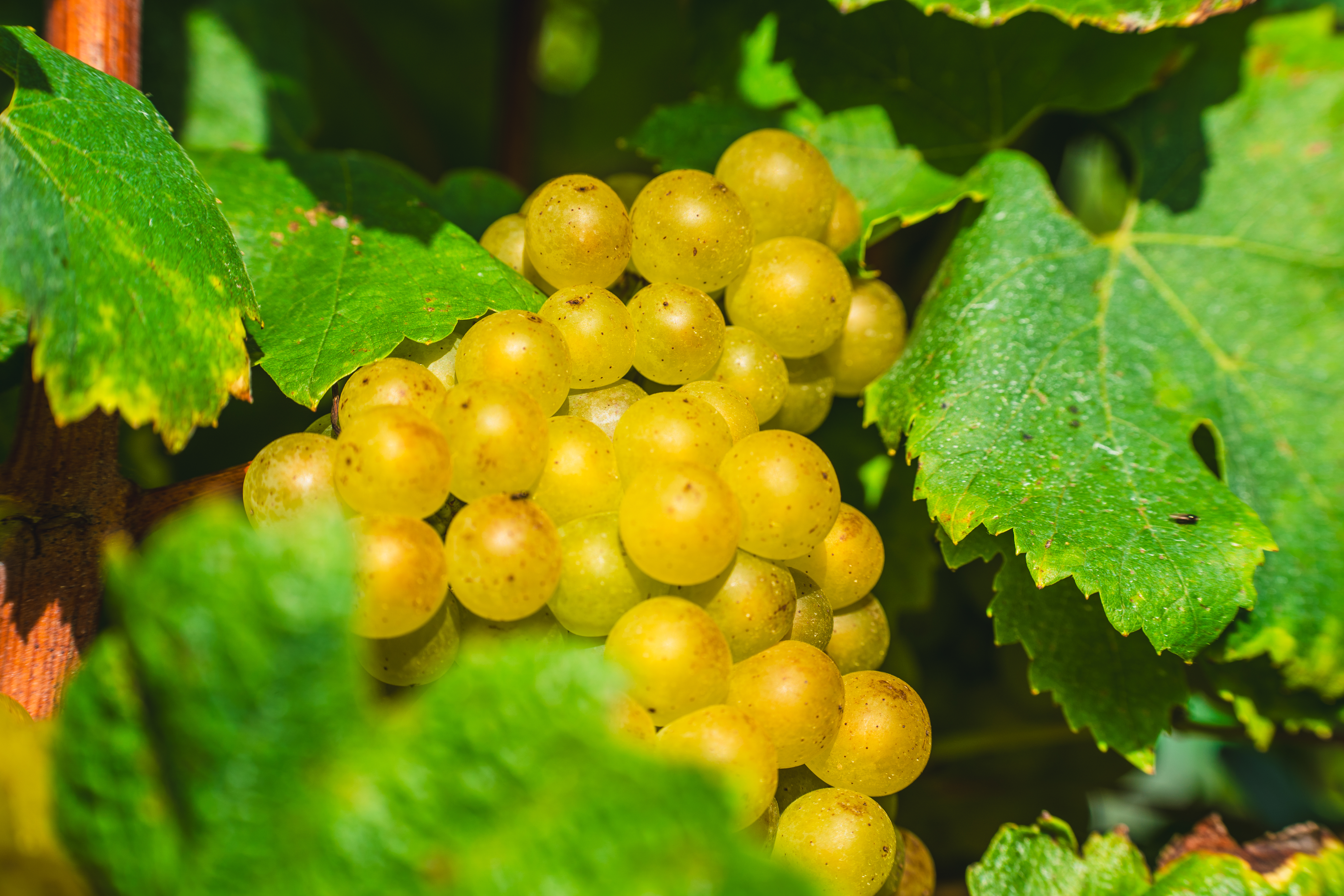 Photo de Vignoble du Haut Escaut