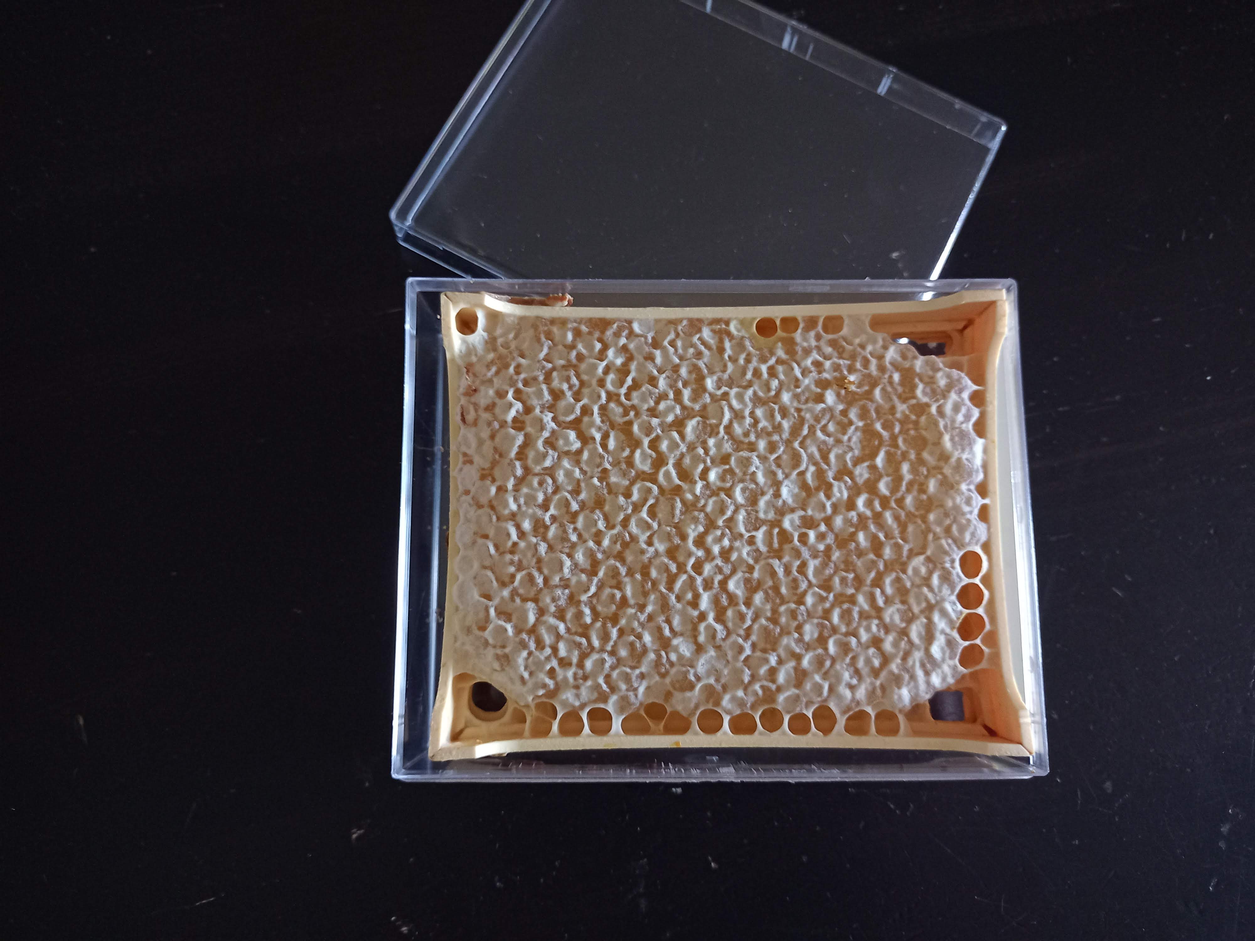 Photo de Rucher du Pillier