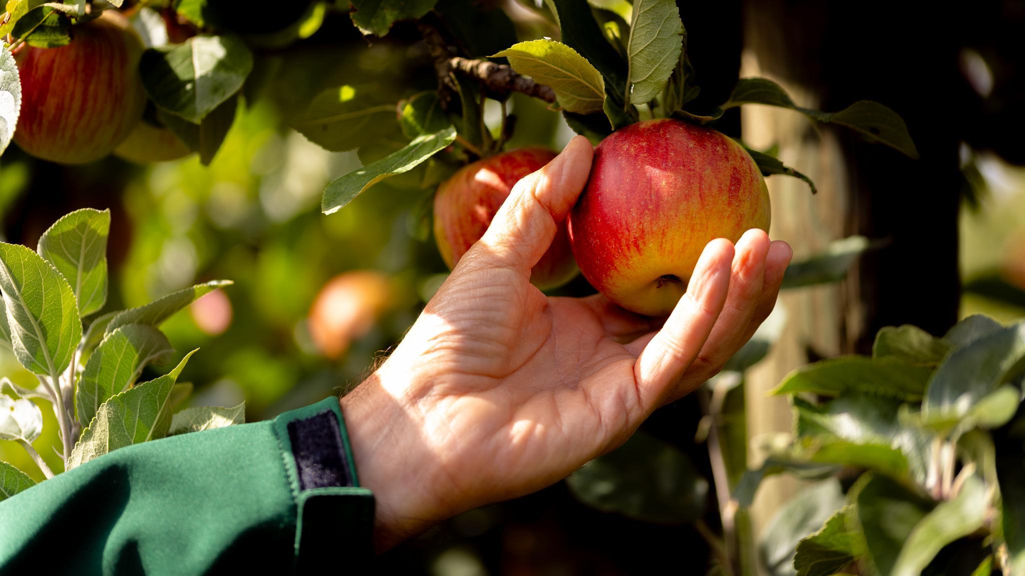 Photo de Cueillette de Torfou
