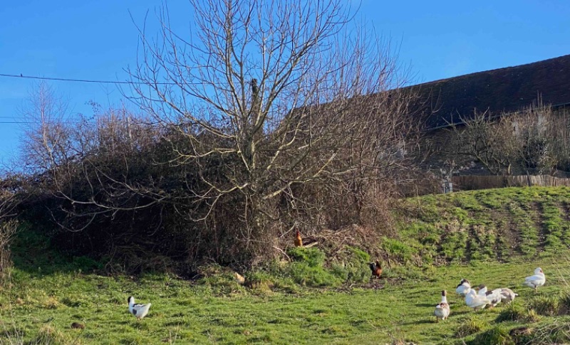 Photo de Salon à la ferme du 21 février au 1er mars