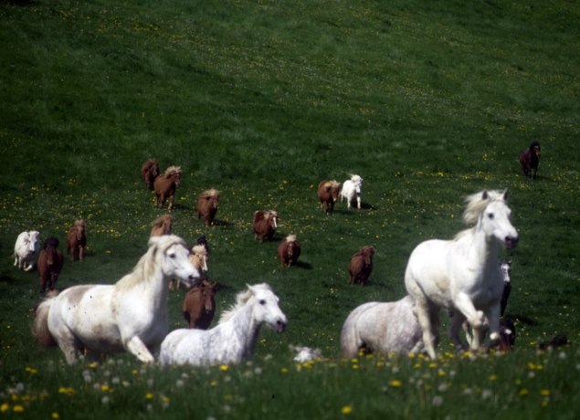 Photo de Poney-Club de Bois Guilbert