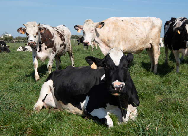 Photo de La Ferme de Nermoux