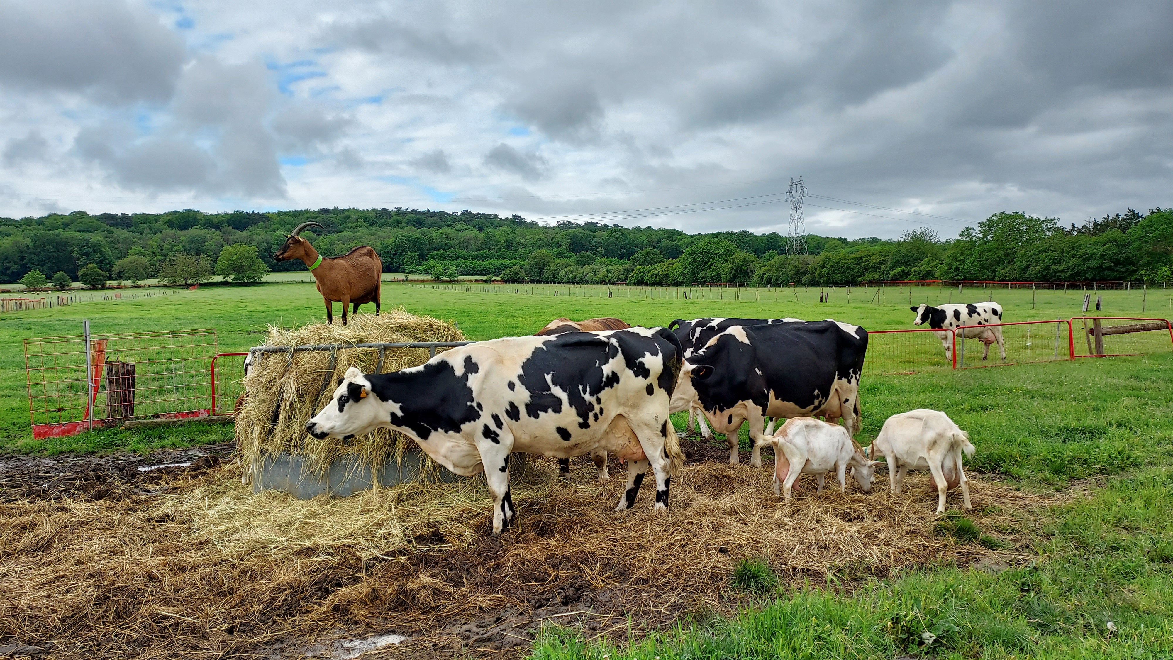 Photo de ELEVAGE LA DOUDOU