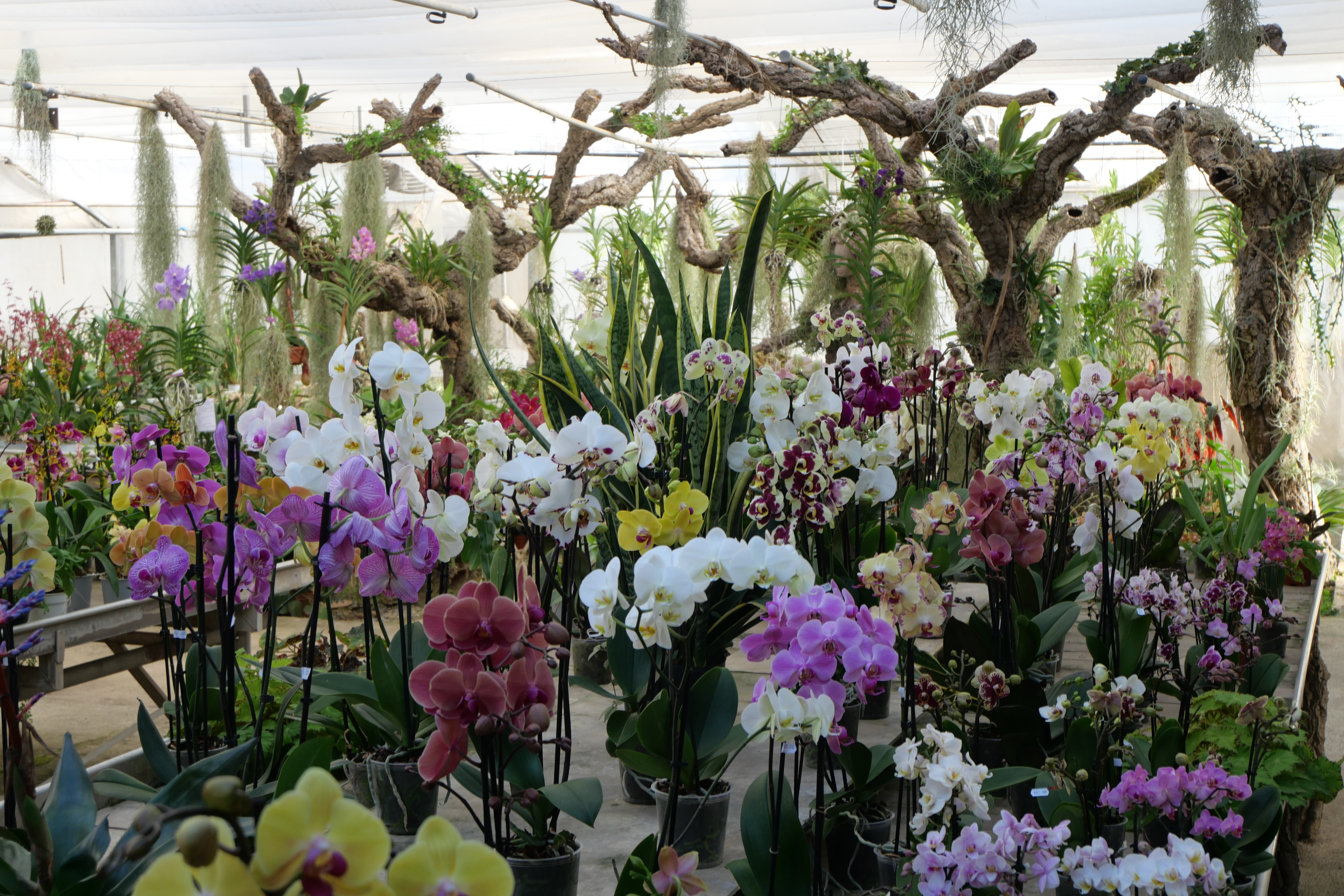 Photo de Les Orchidées Vacherot