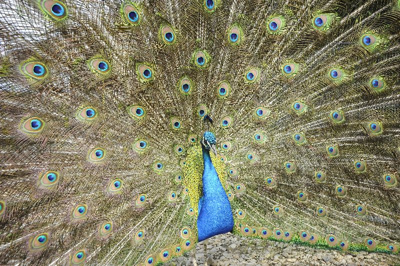 Photo de Visite de la ferme pédagogique