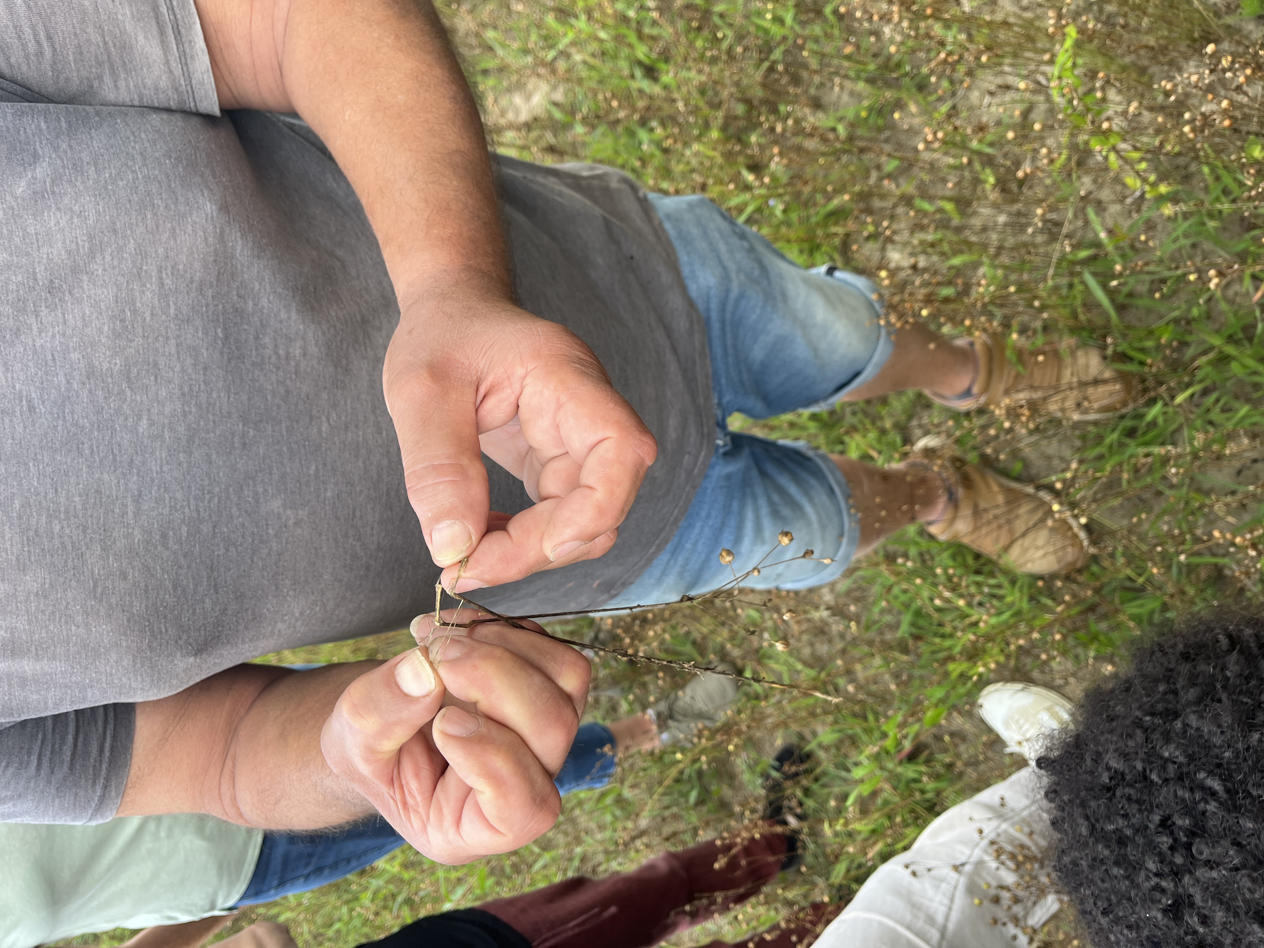 Photo de visite Lin des Pyrénées