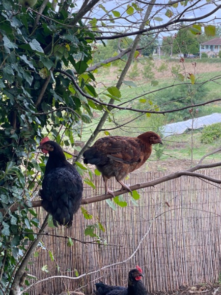 Photo de Visite de la ferme