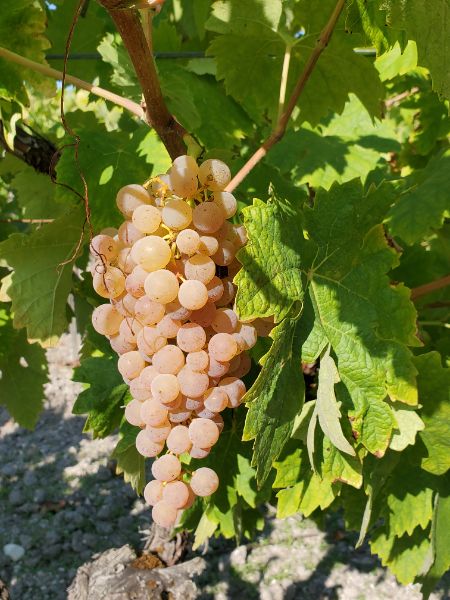 Photo de Exploration de la vigne au chai