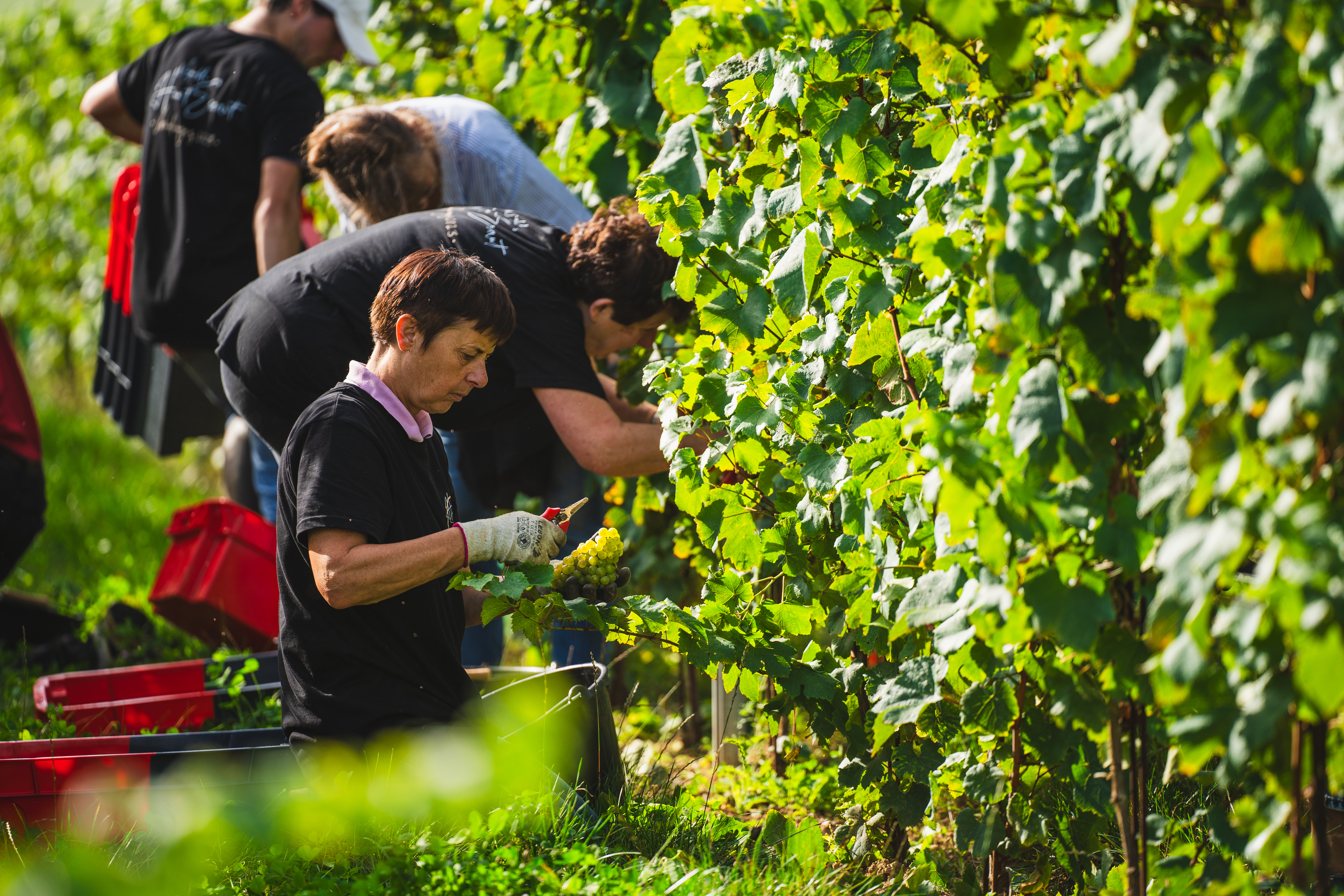Photo de Vivre les vendanges au vignoble