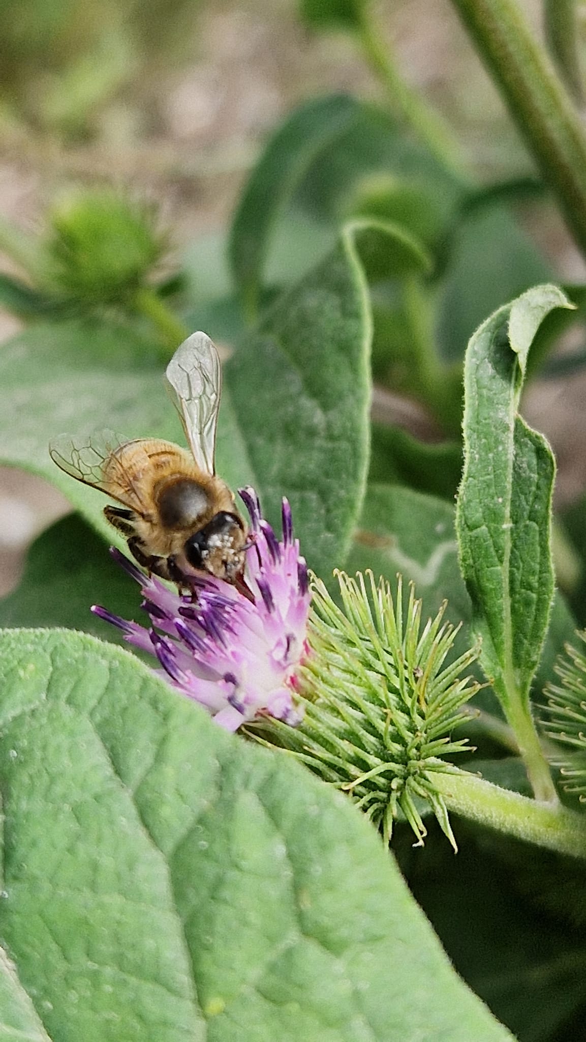 Photo de Découverte du monde des abeilles