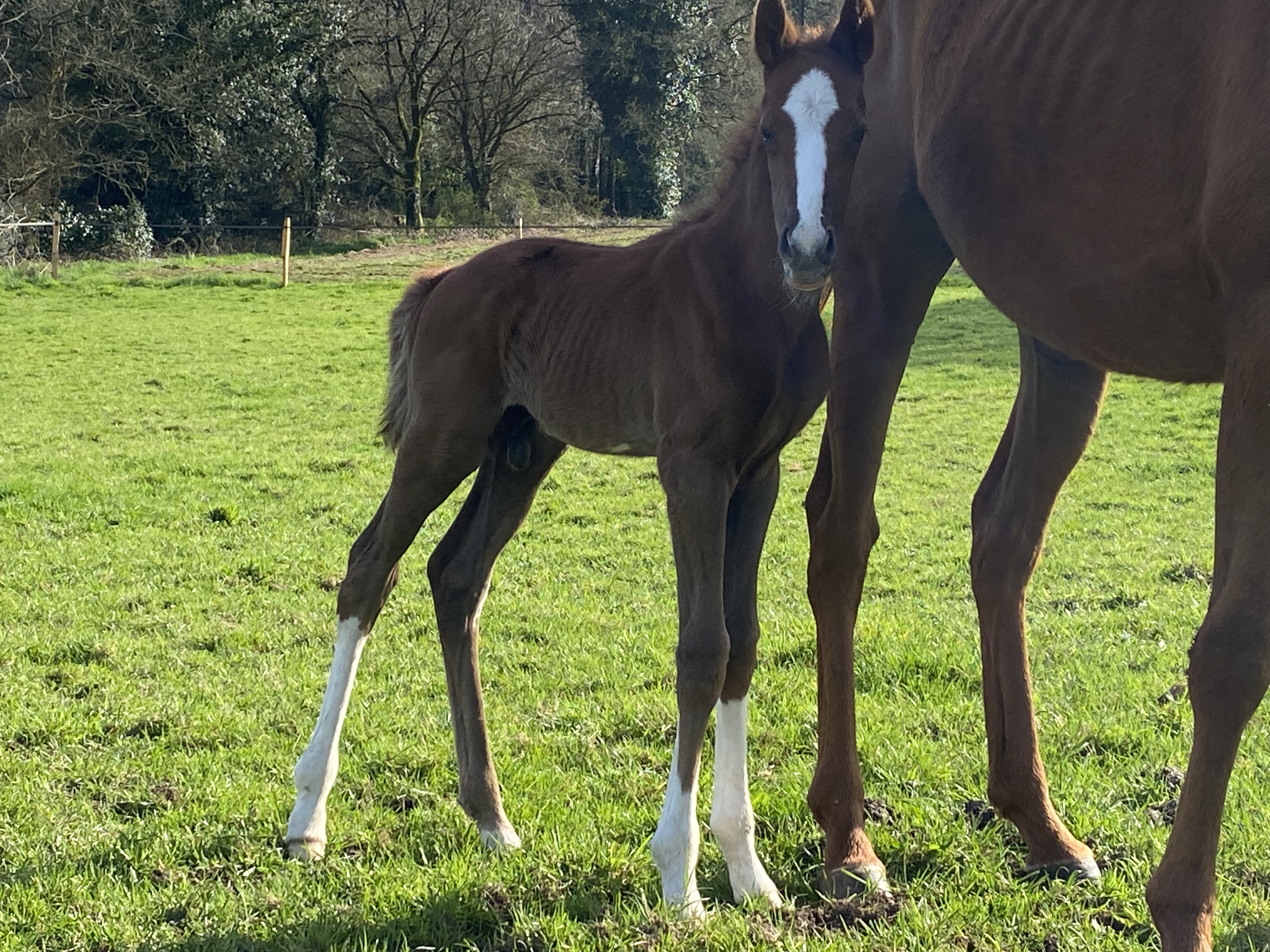 Photo de Gaec du Castelo