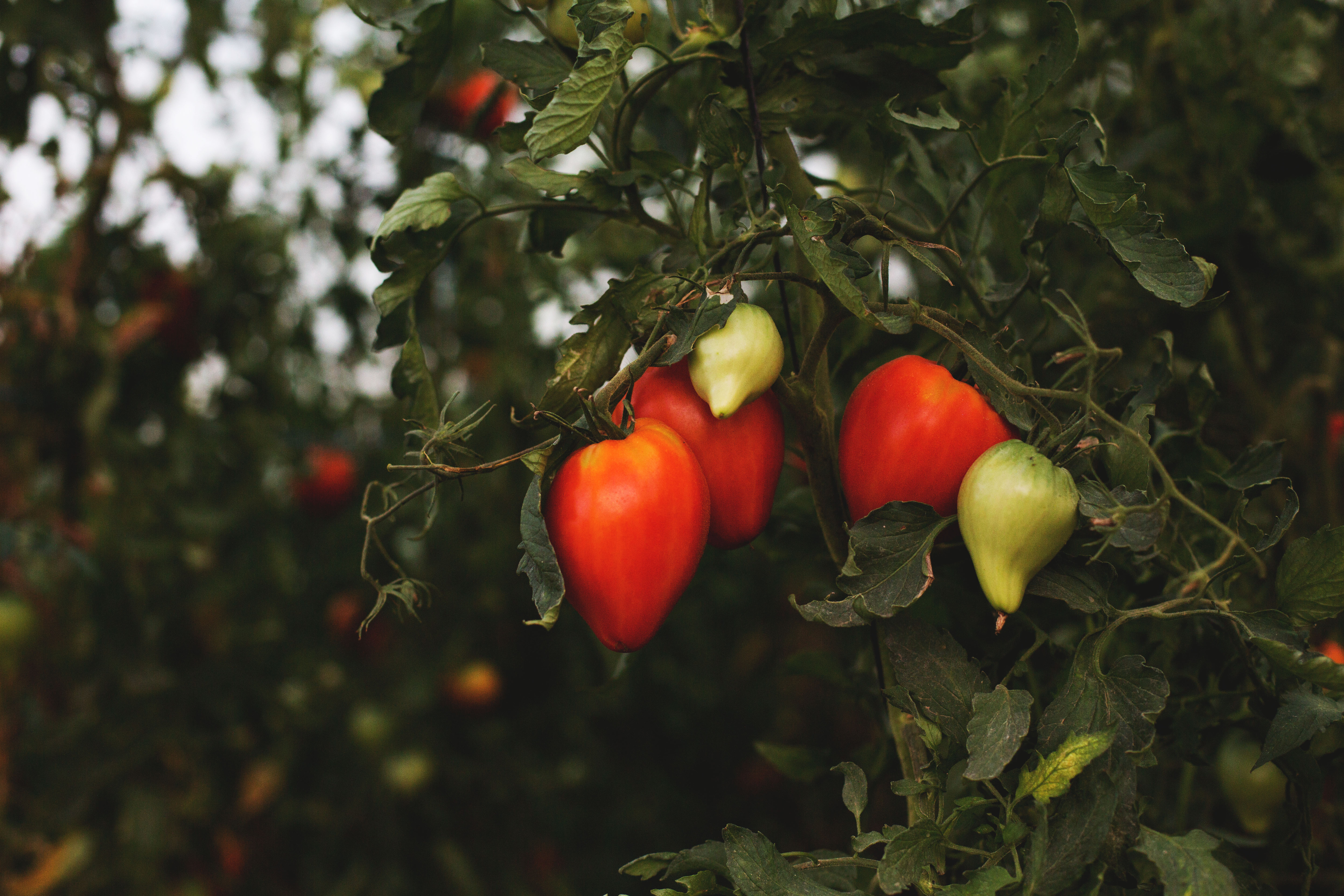 Photo de Elevage Familial Faur, La Ferme des Cairns