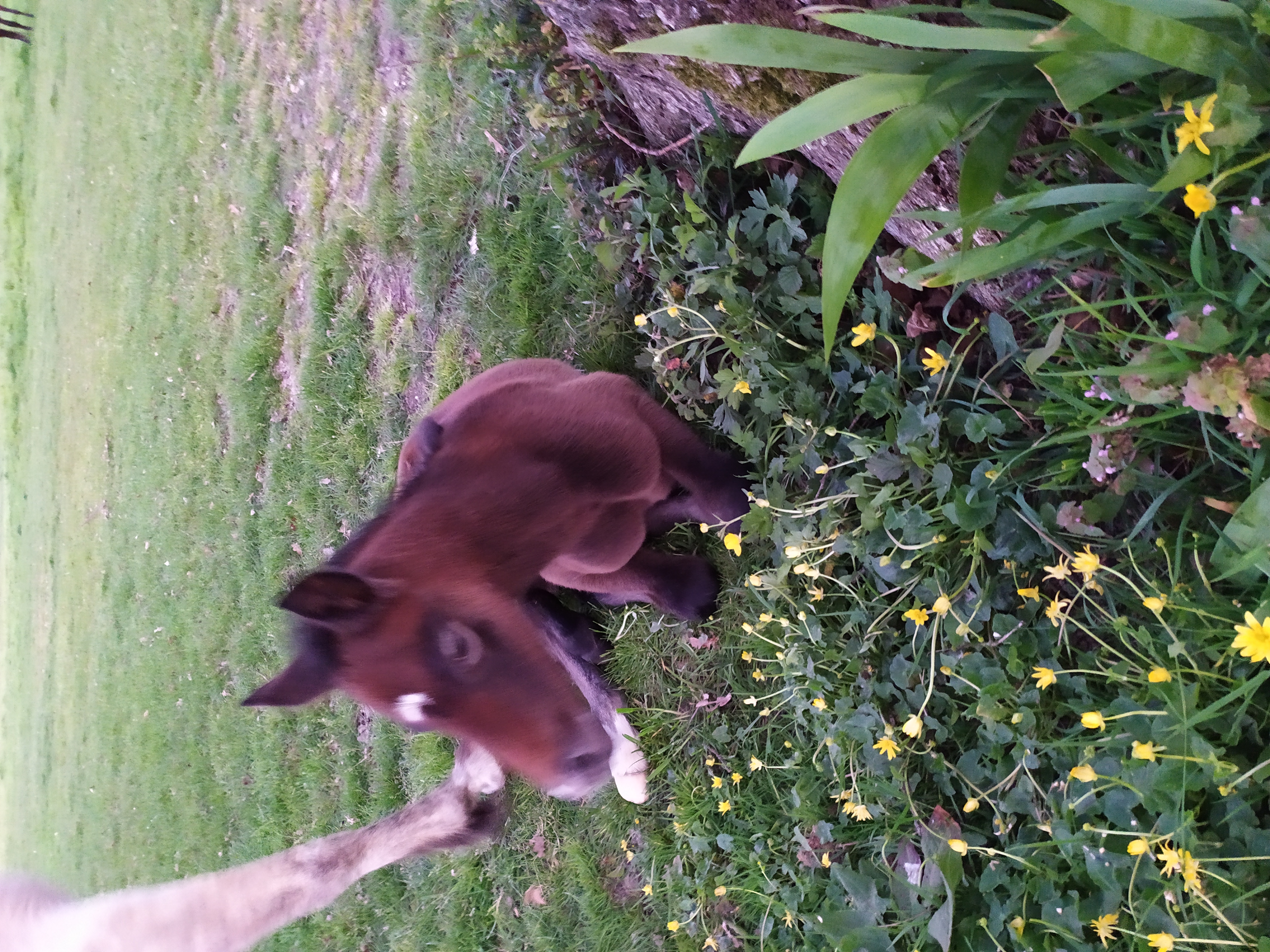 Photo de Elevage de chevaux et moutons