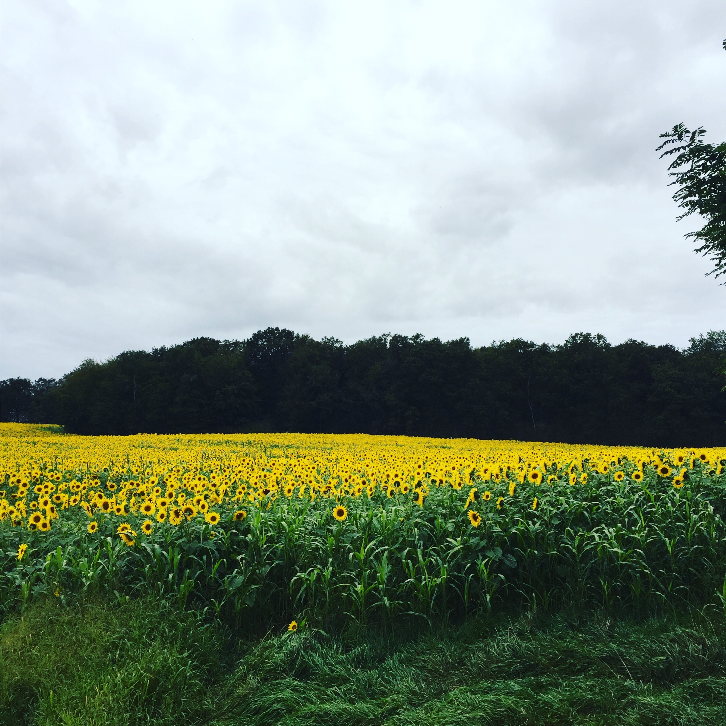 Photo de GAEC DES TROIS COMMUNES 