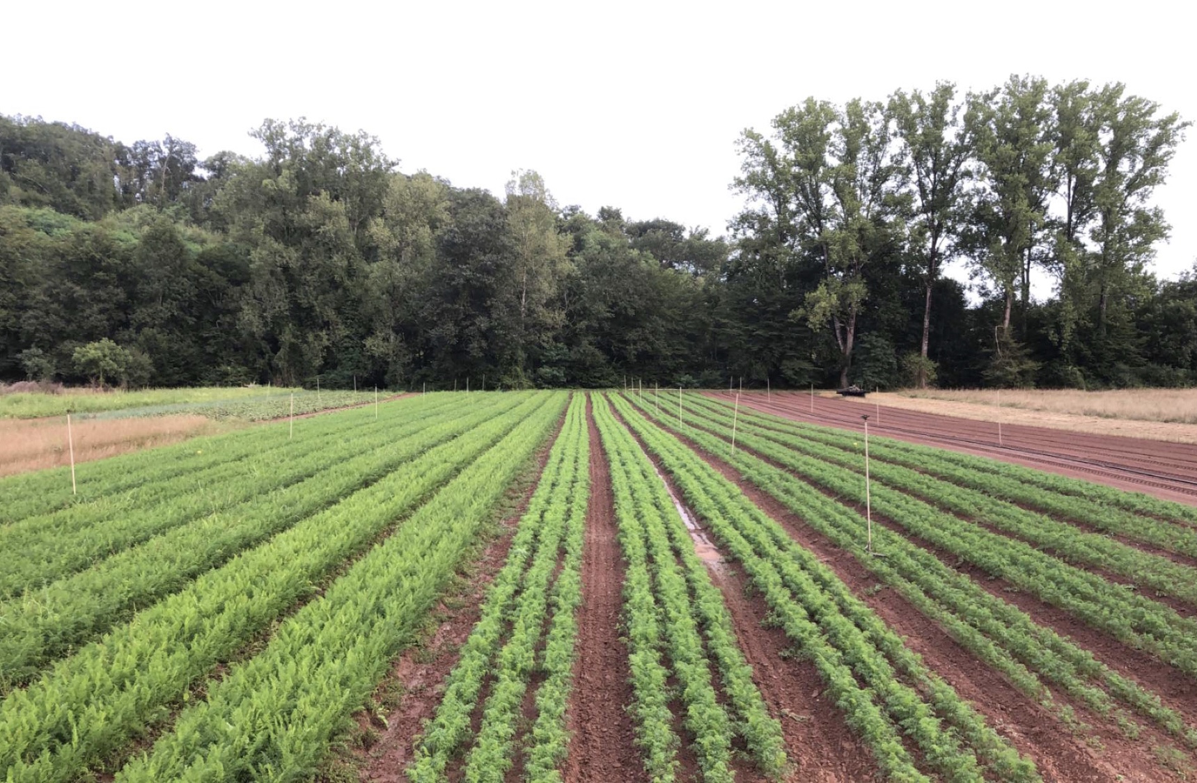 Photo de Charles et Colombe 