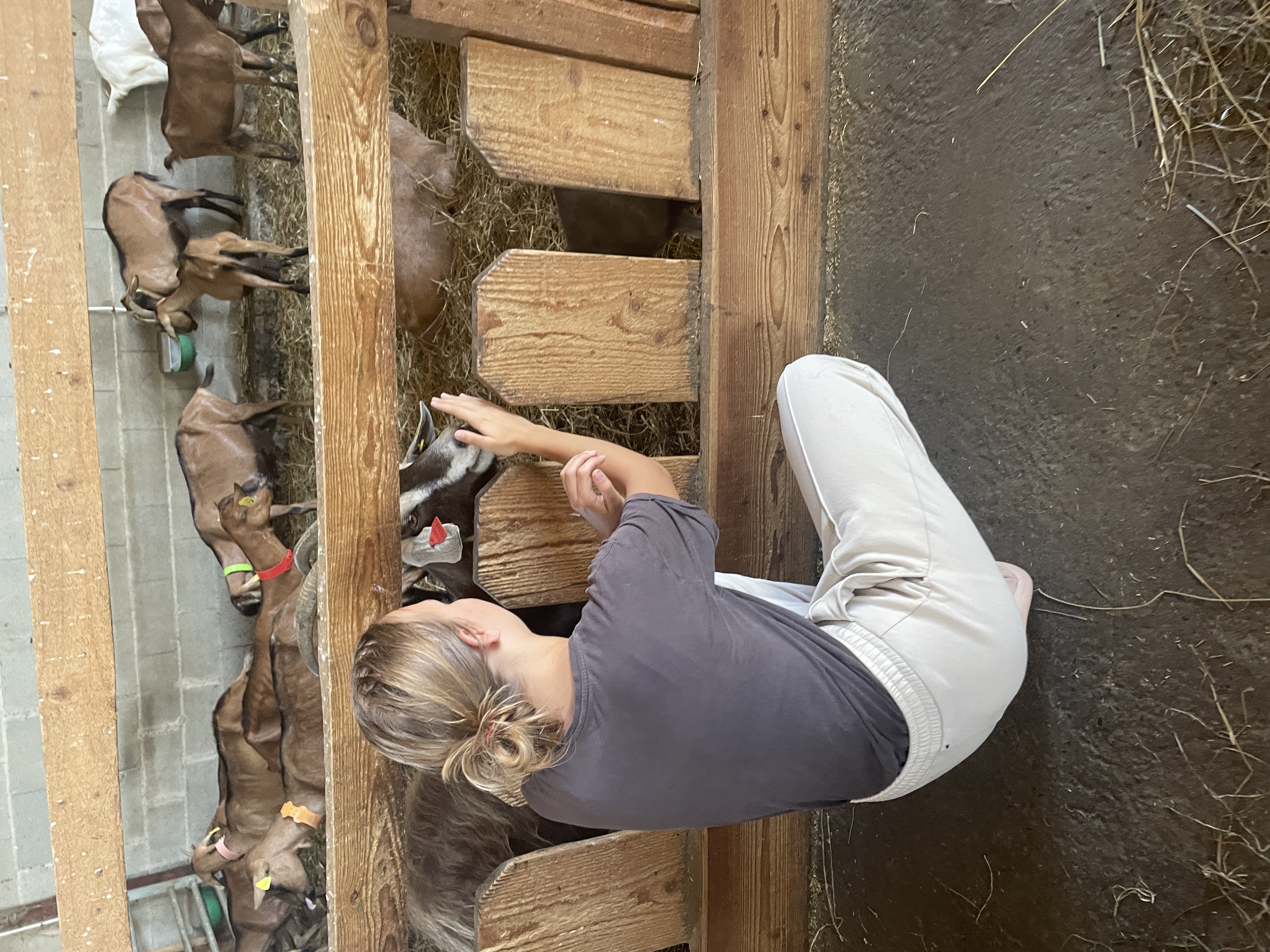 Photo de les biquettes du clos Bellevue