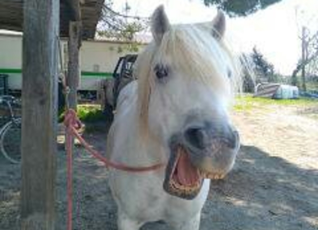 Photo de les délices du Scamandre