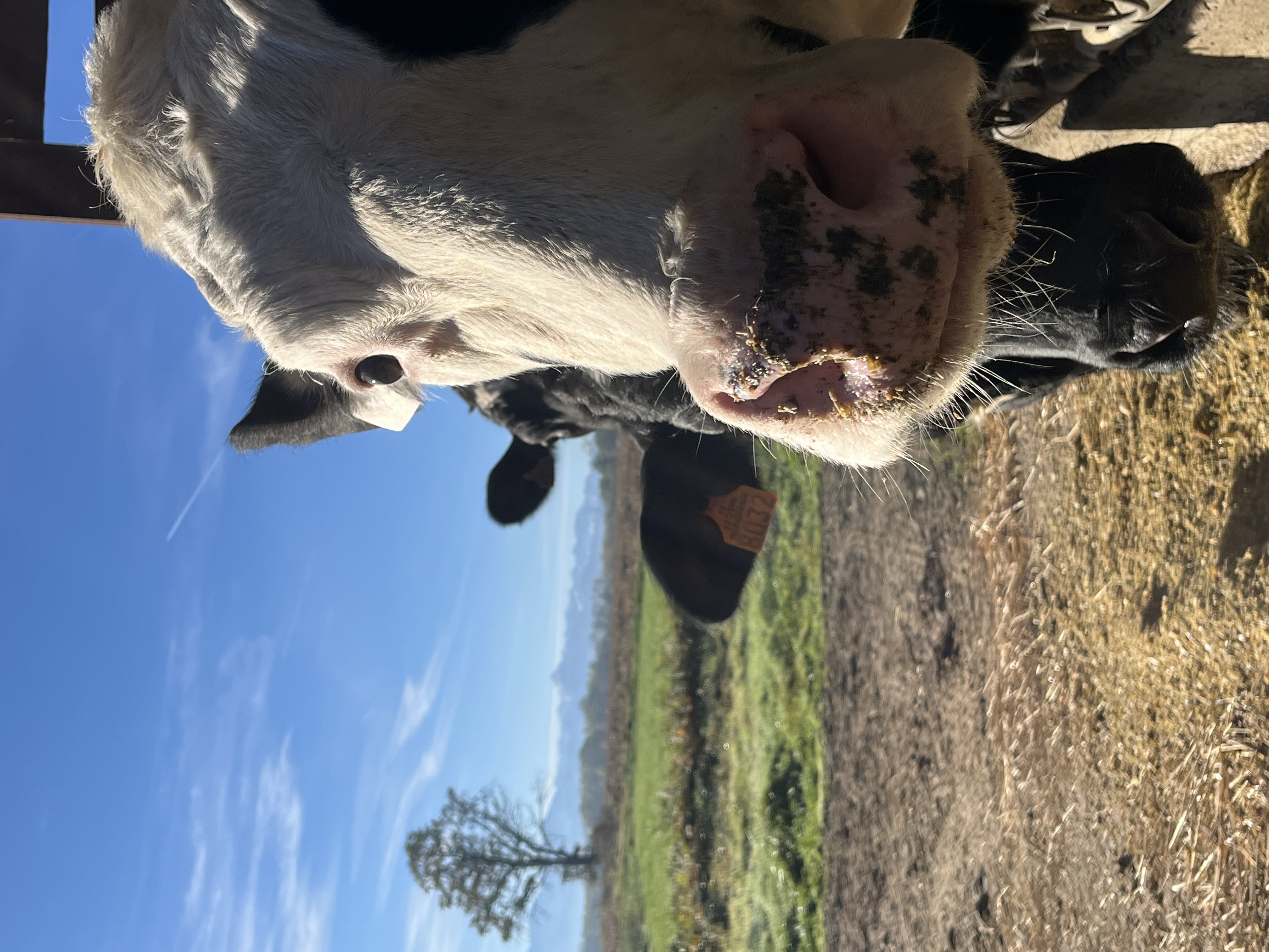 Photo de Gaec ferme du Castérieu 