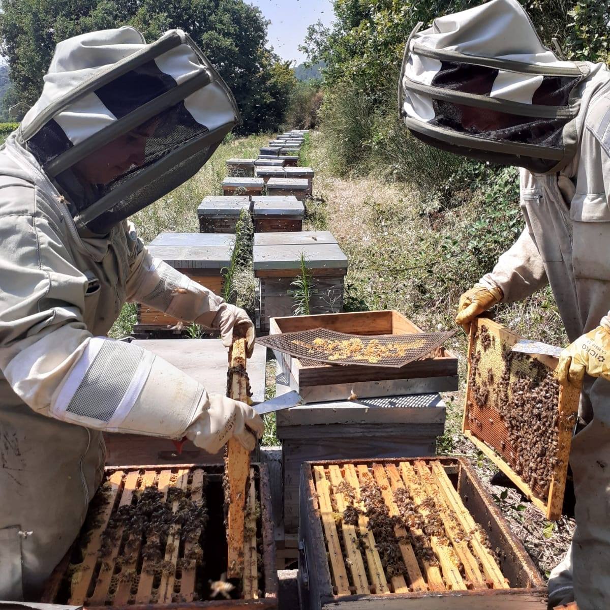 Photo de Miellerie à tire d'aile