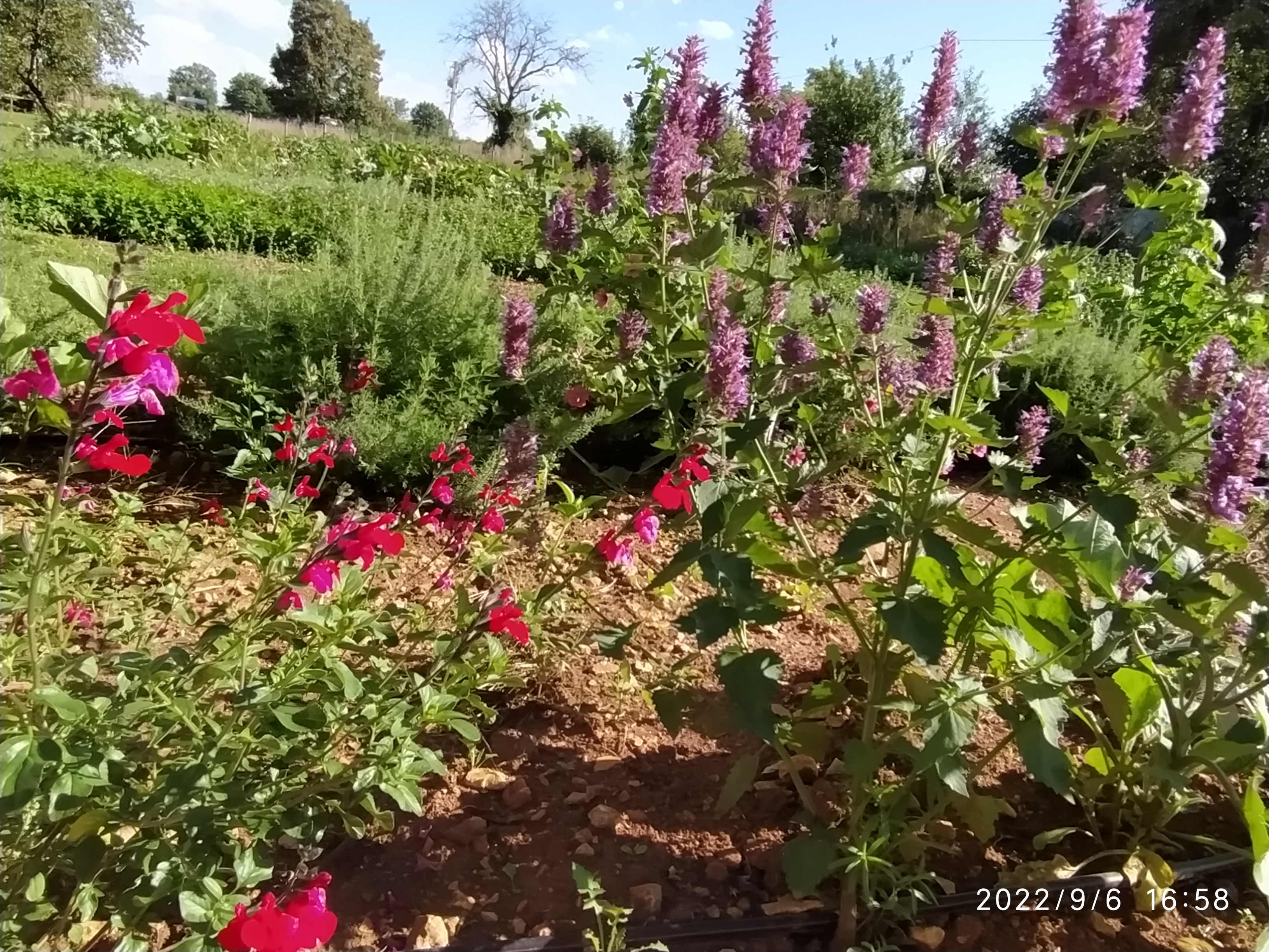 Photo de Le Jardin du Coin