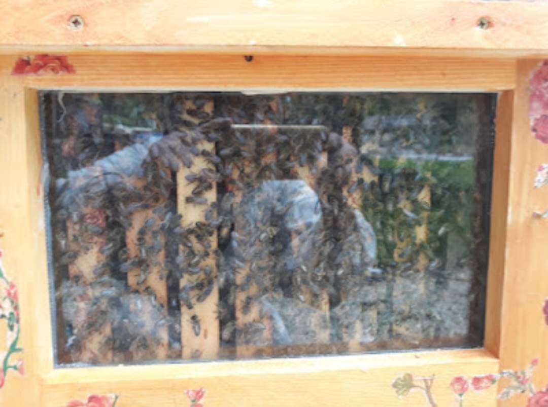 Photo de A la découverte du métier de l'apiculteur 