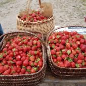 Photo de Cueillette de Fraises