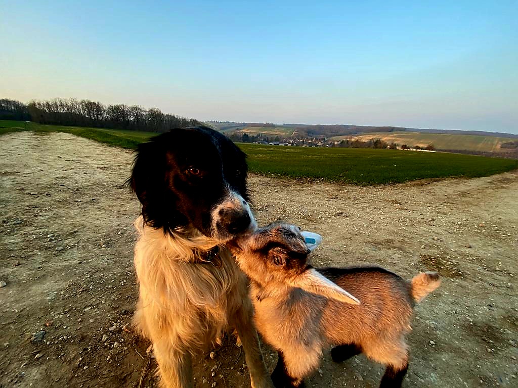 Photo de Chèvrerie des Dames Douces