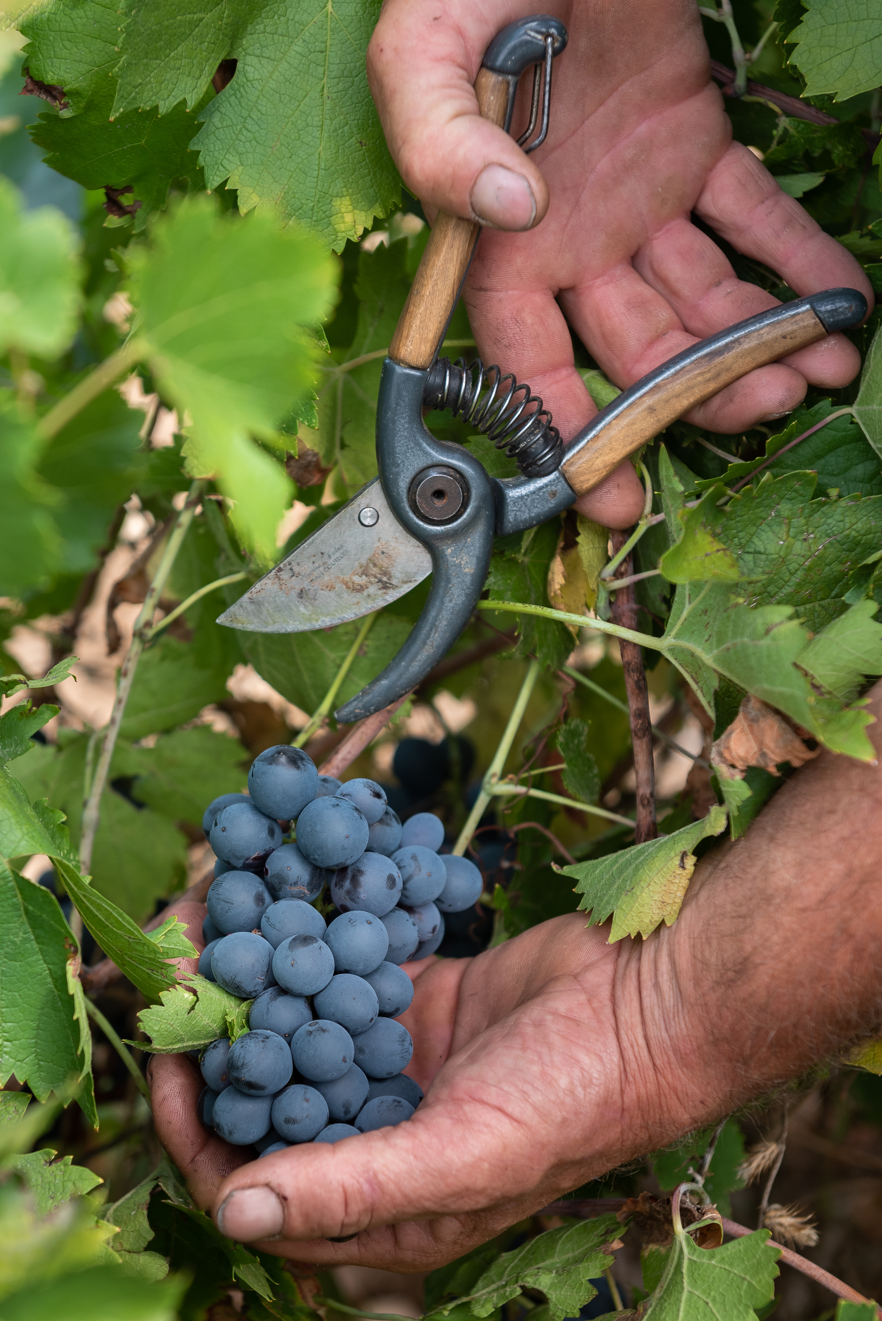 Photo de Domaine de la Triballe