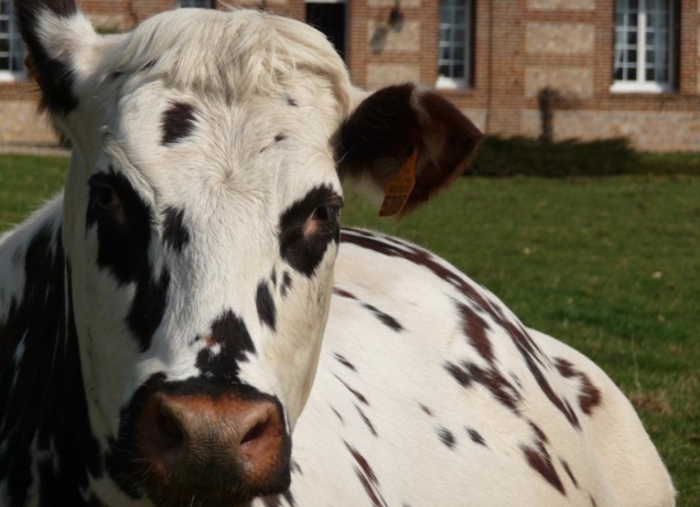 Photo de Ferme RUETTE <br> Le moulin d'Agnès: farines, spécialité céréalière, nouille, préparations gourmandes sucrées