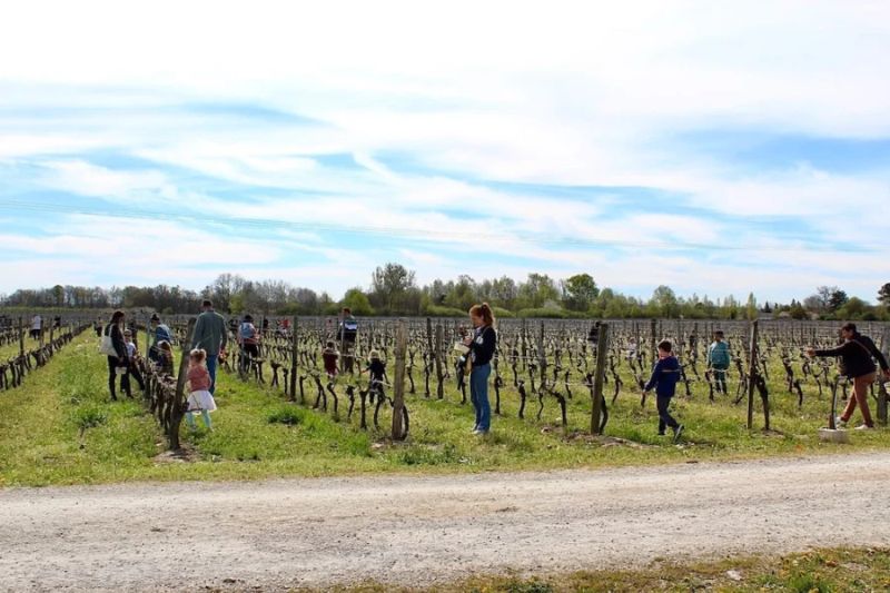 Photo de Chasse aux oeufs dans les vignes - Domaine de Montels