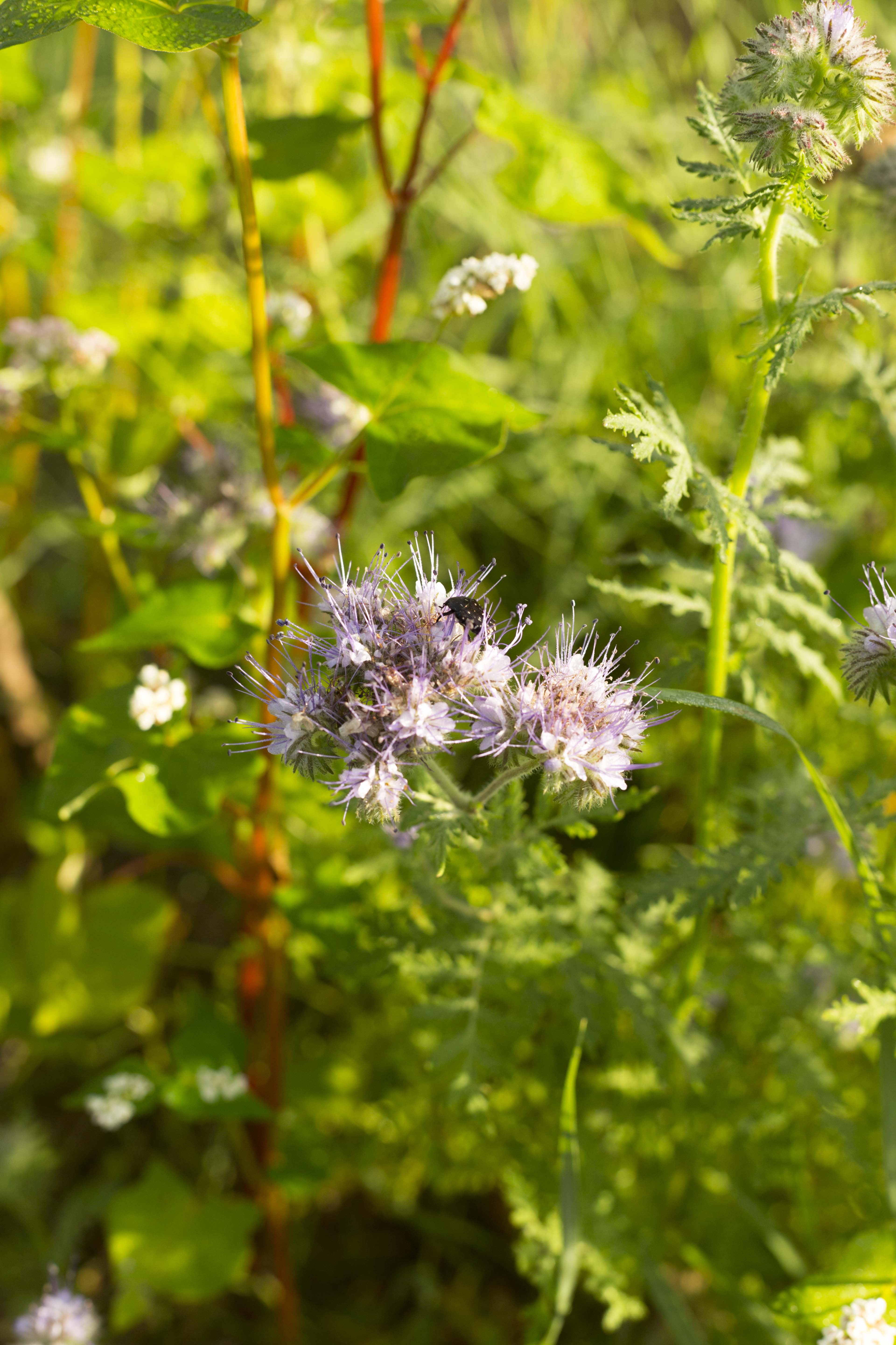 Photo de Jardin-Forêt Les Blaireautins