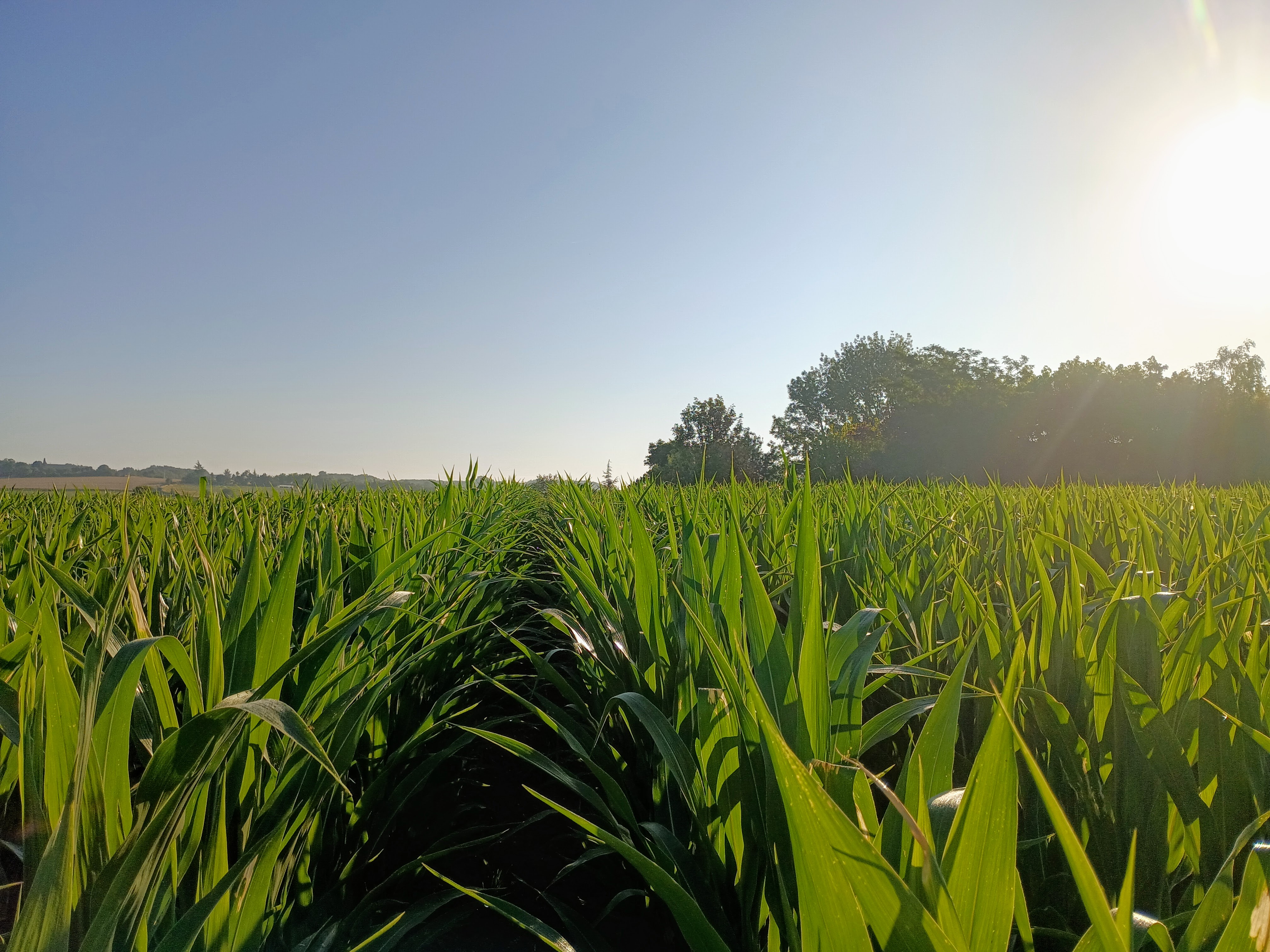 Photo de Earl des Acacias 