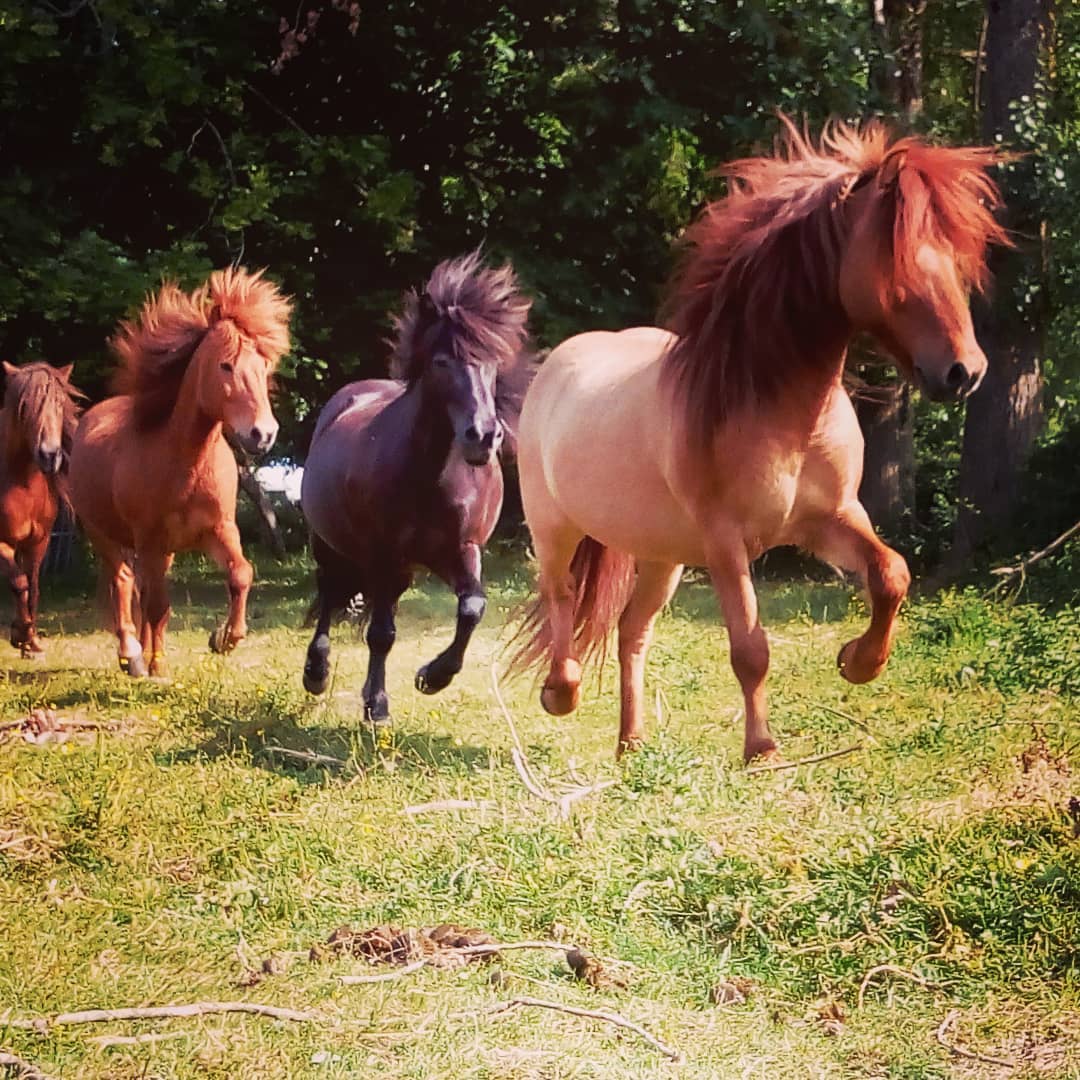Poney-Club de Bois Guilbert