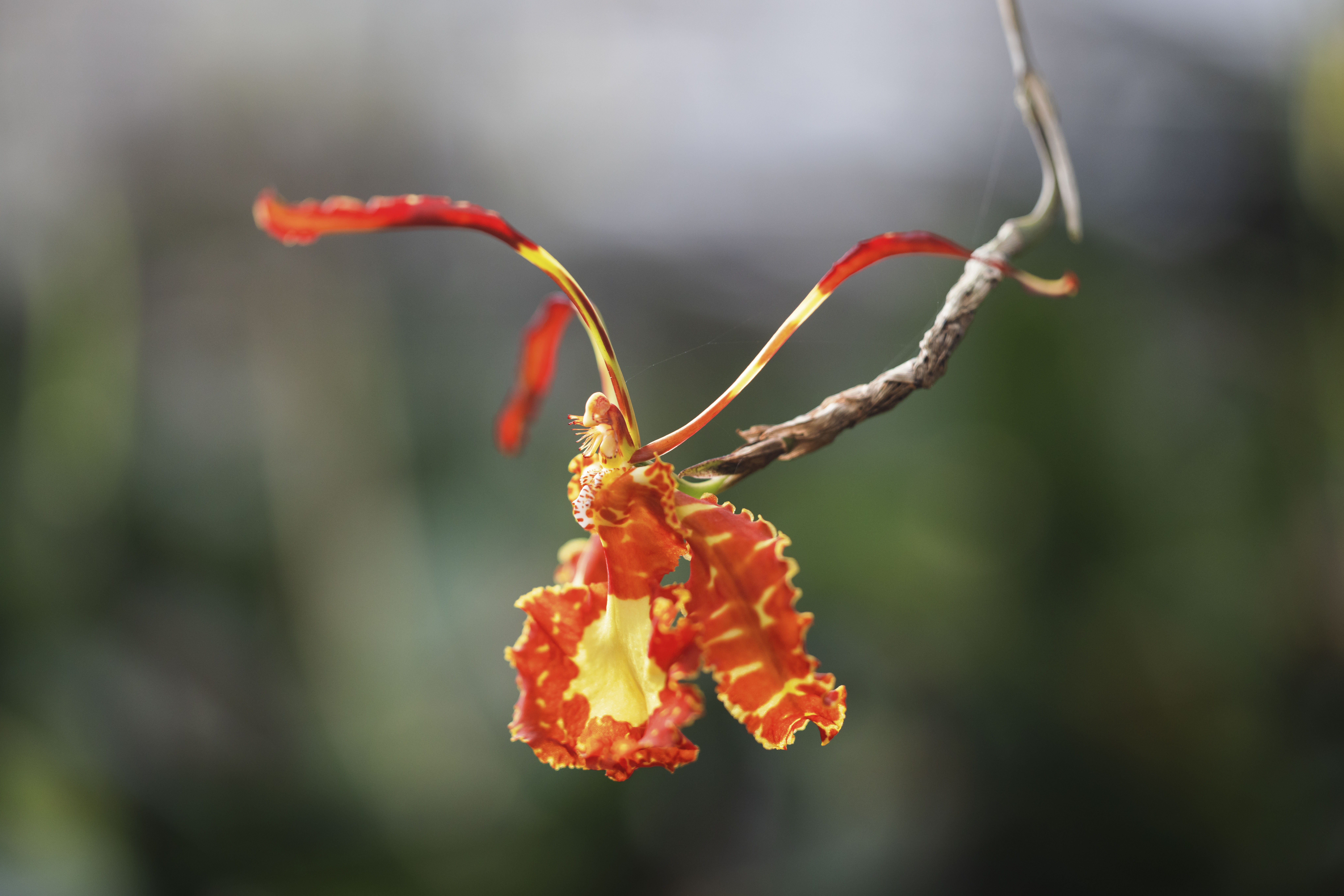 Photo de Les Orchidées Vacherot