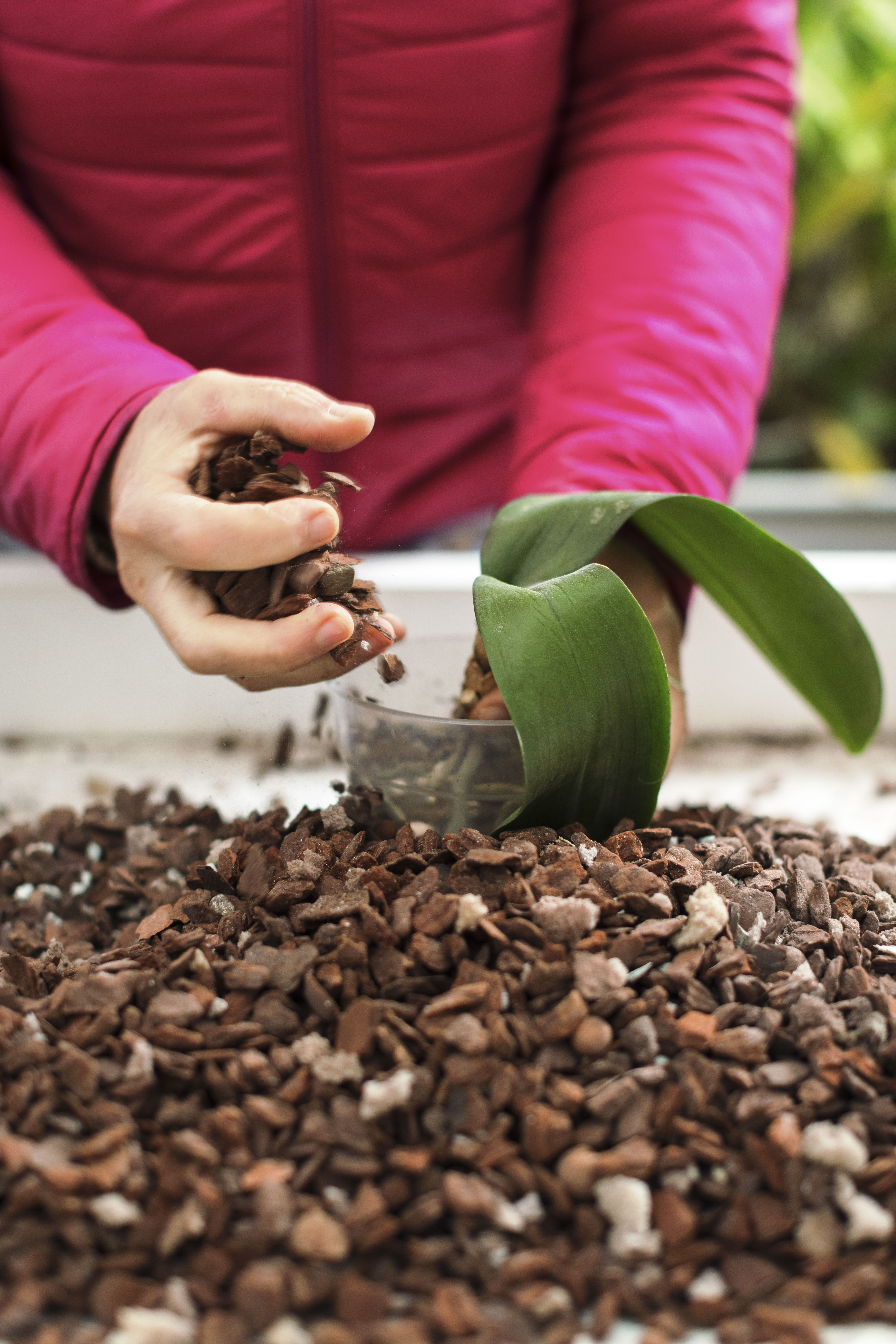 Photo de Stage de culture sur les orchidées