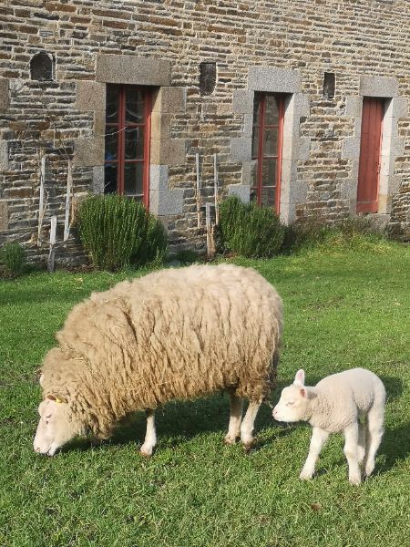 Photo de Découverte de la laine des races patrimoniales normandes 