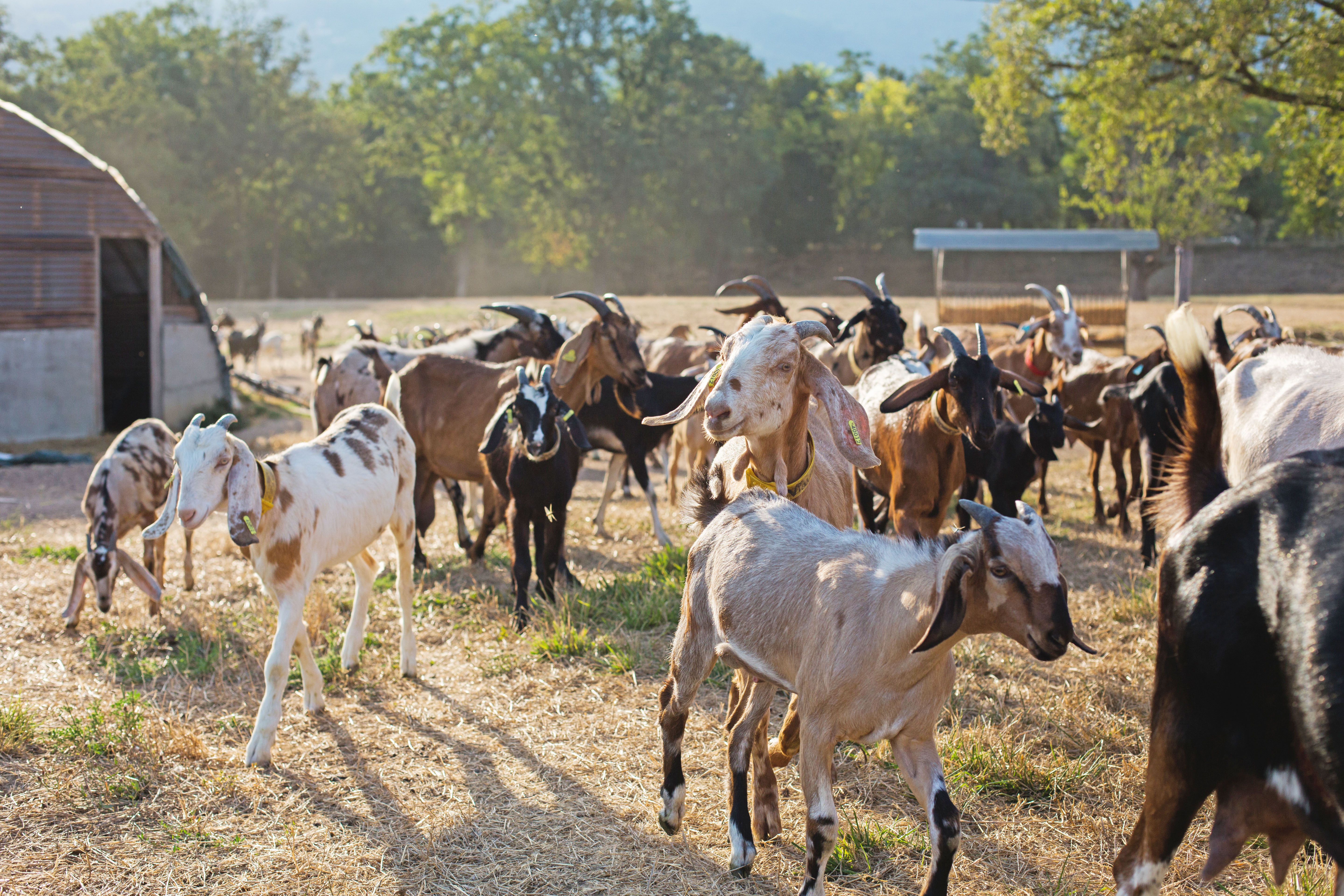 Photo de Elevage Familial Faur, La Ferme des Cairns