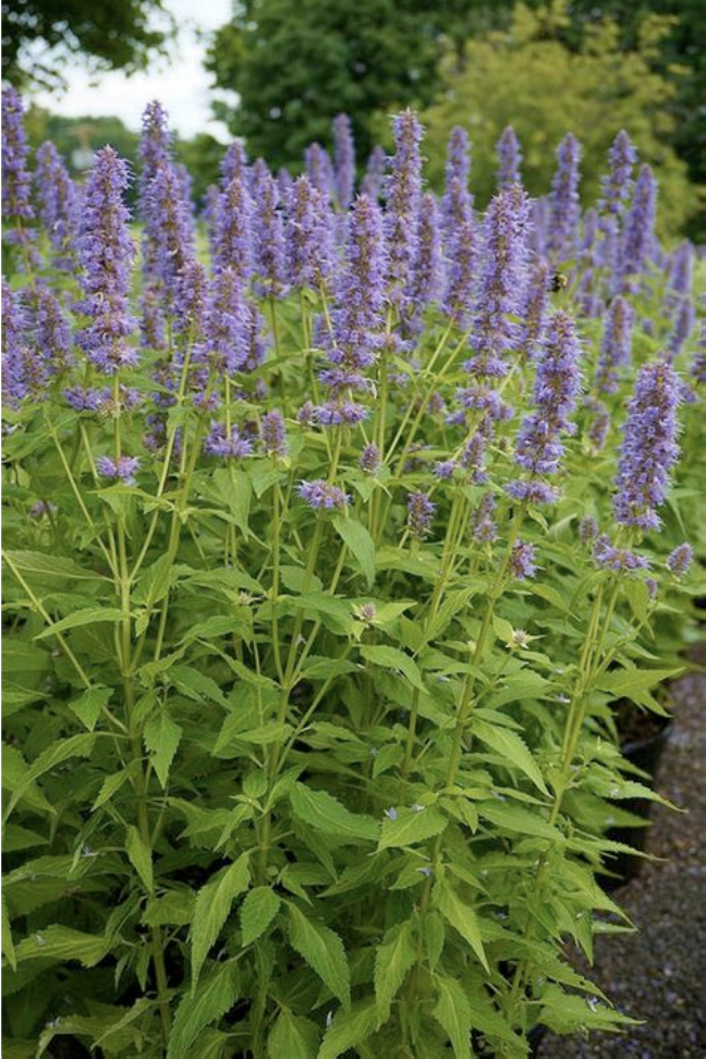 Photo de Domaine de Richecourt