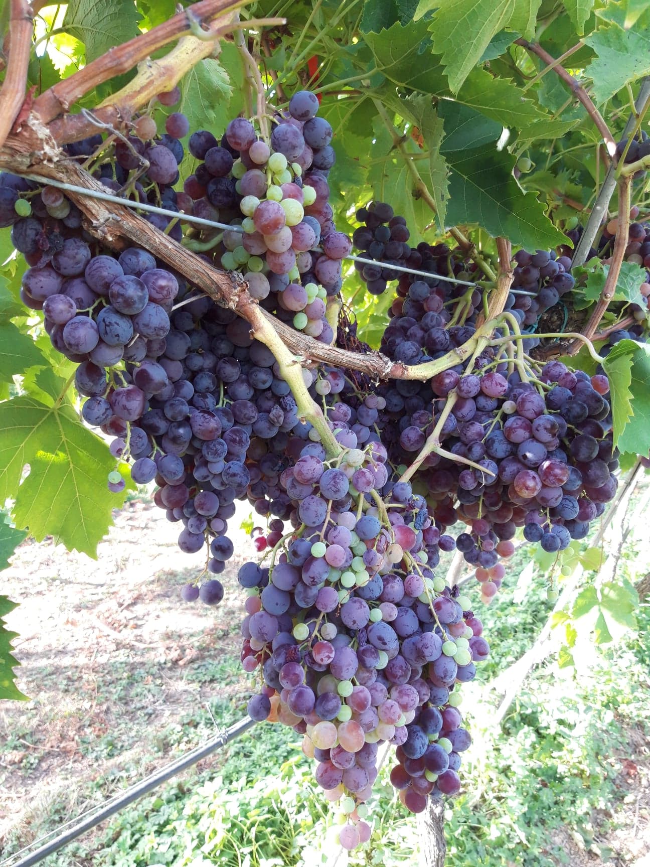 Photo de Verger de Foncoussières