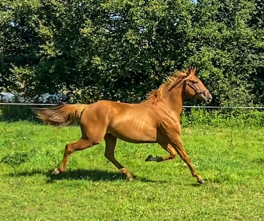 Photo de Gaec du Castelo