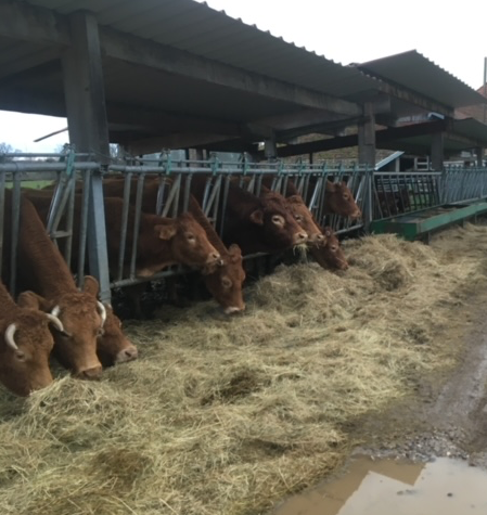 Photo de Visite pédagogique d'une ferme en lien avec son terroir, l'EARL du pont blanc