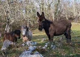 Photo de Visite de ferme