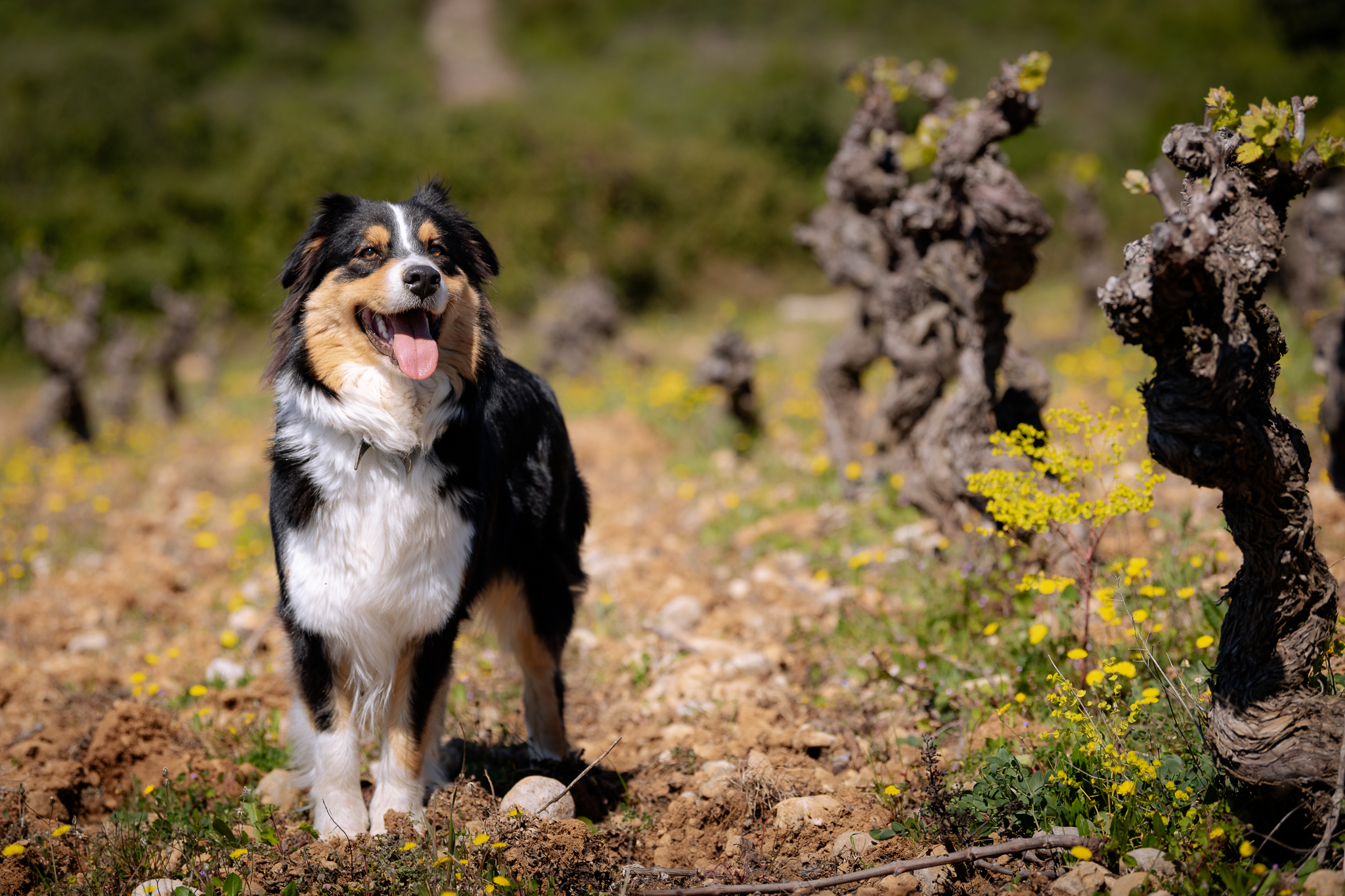 Photo de Domaine de la Triballe