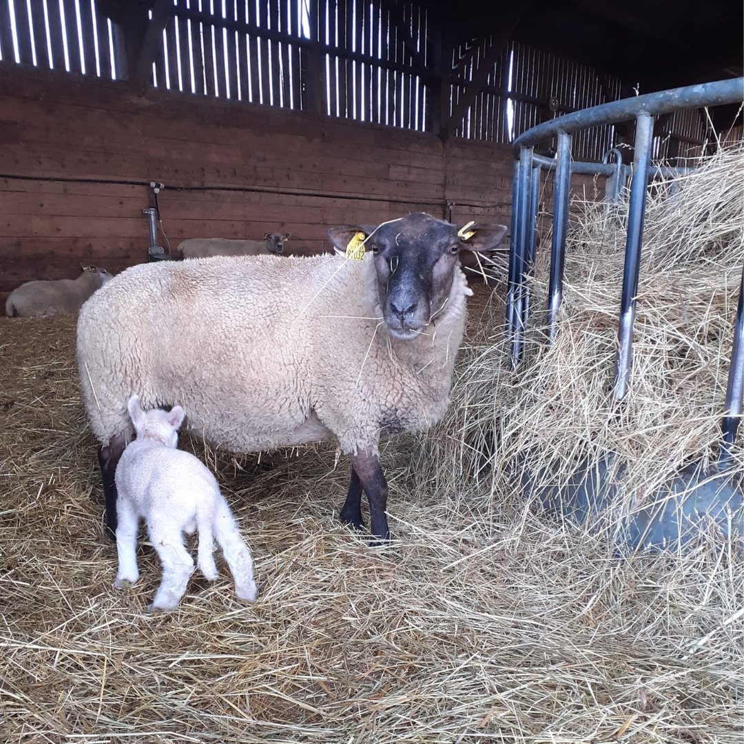 Photo de Initiation à la tonte des agnelles