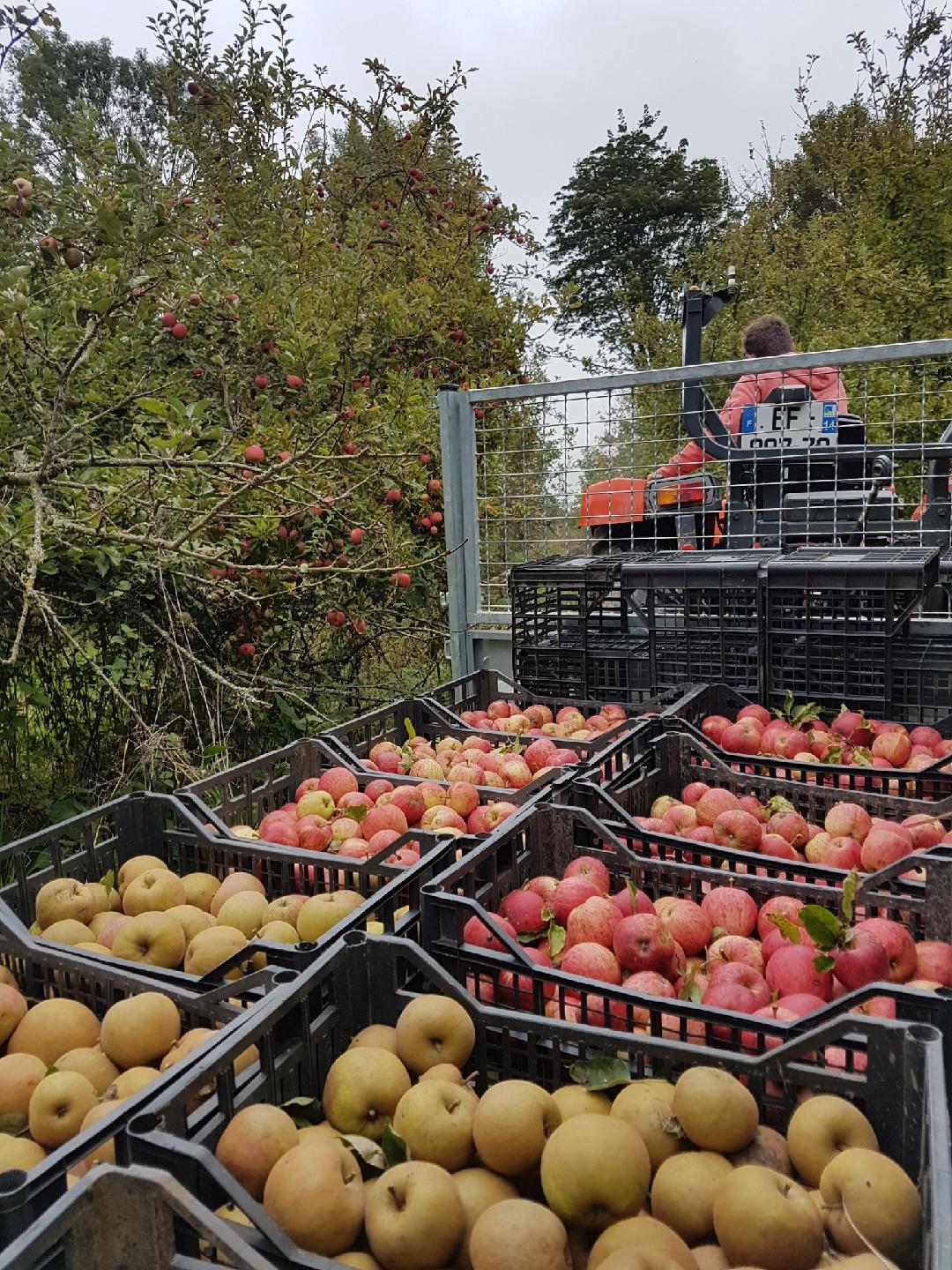 Photo de Verger de Roncheville