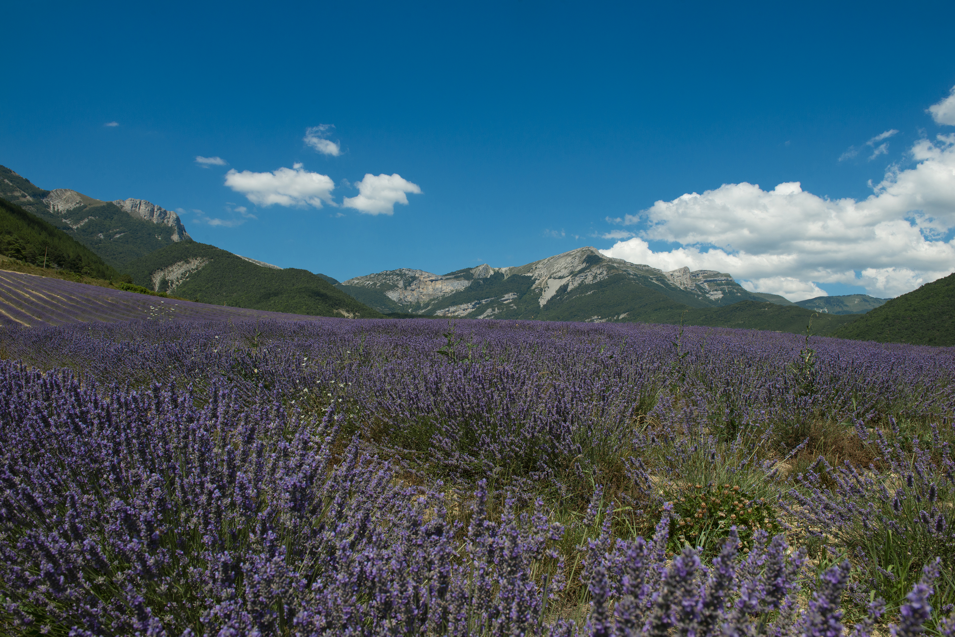Distillerie des 4 Vallées