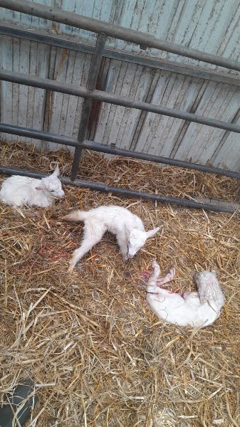 Photo de Traire les chèvres 