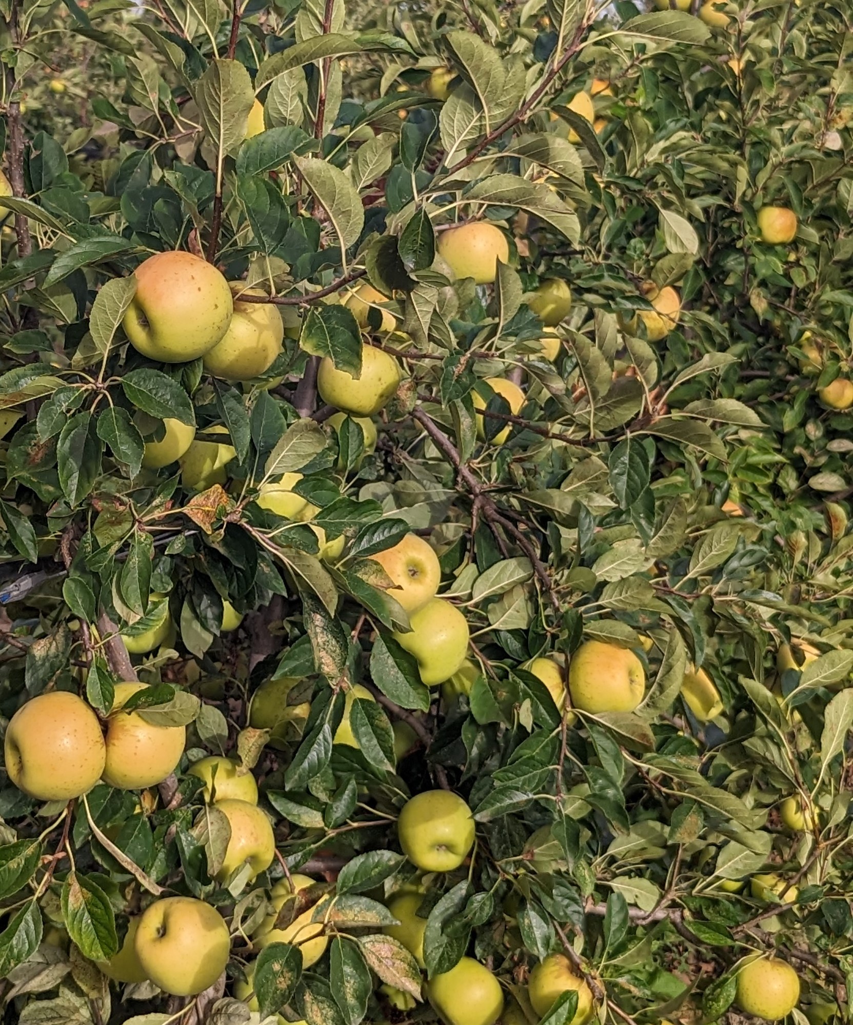 Photo de Verger de Candie