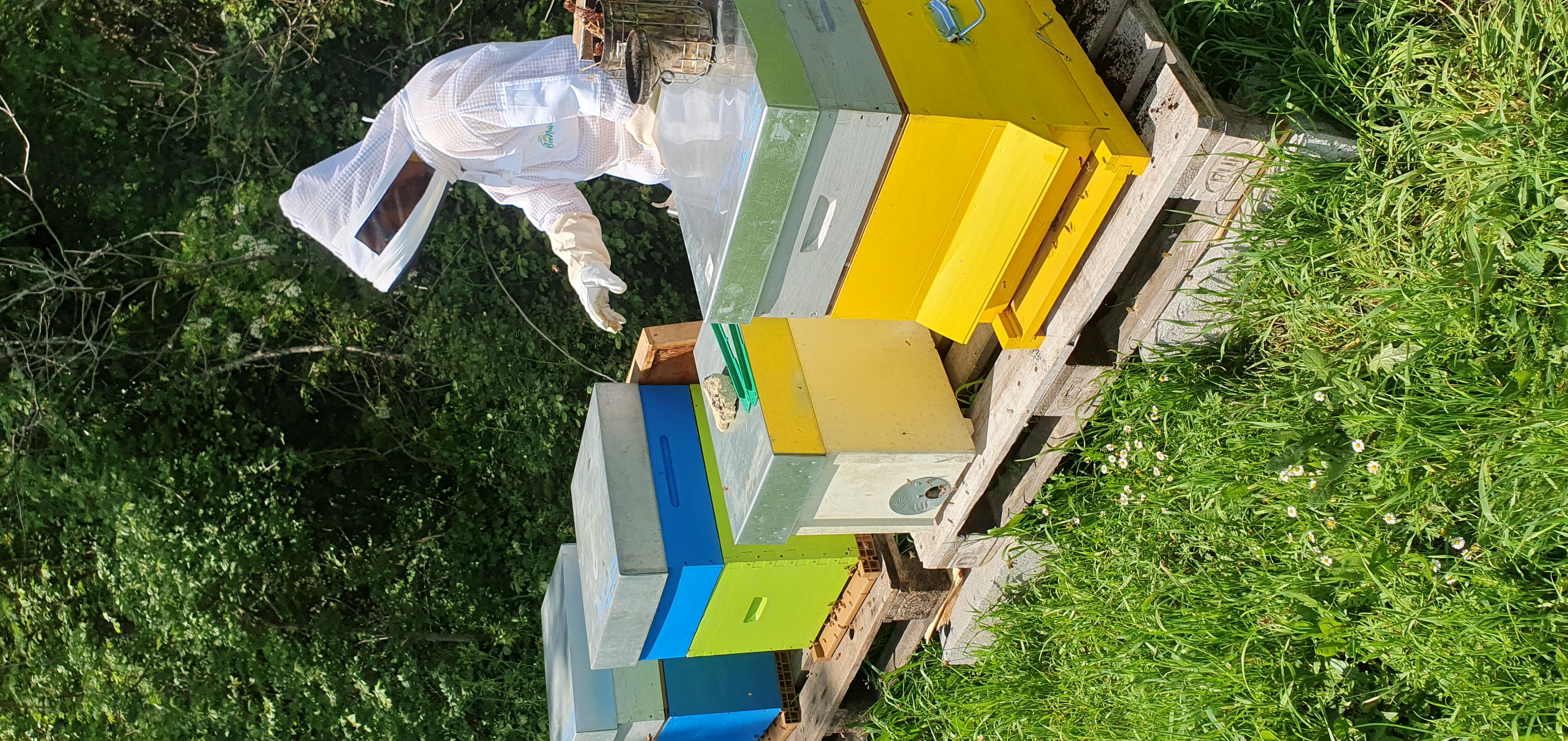 Photo de Découverte du monde des abeilles